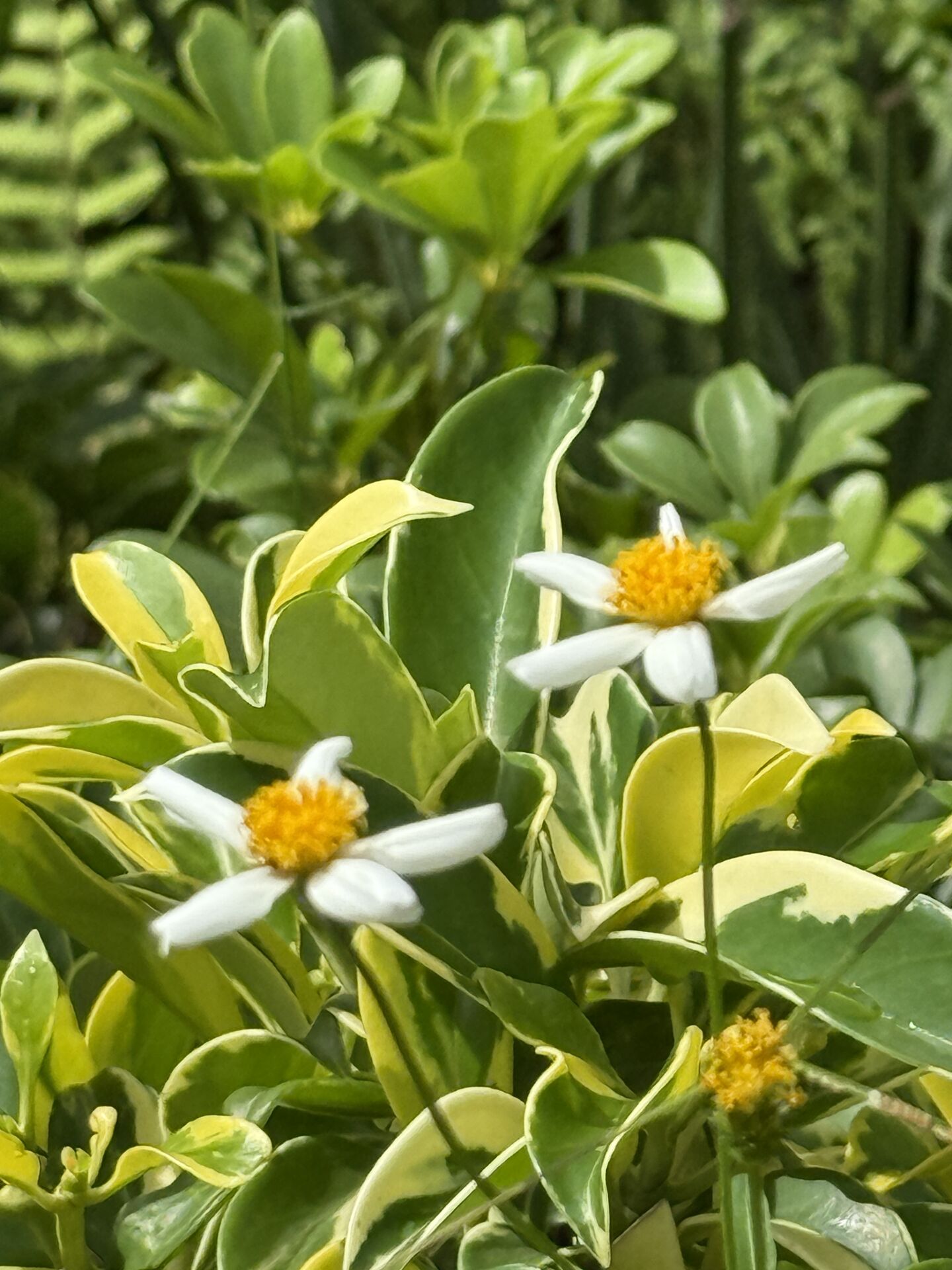 https://www.fa.gov.hk/白花鬼針草