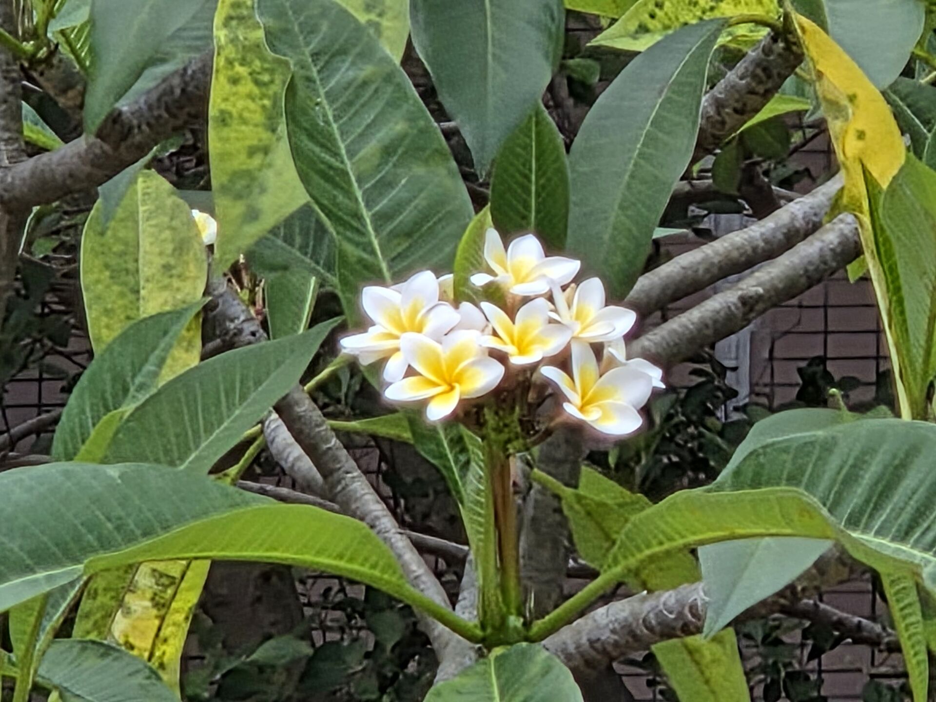 https://www.fa.gov.hk/雞蛋花