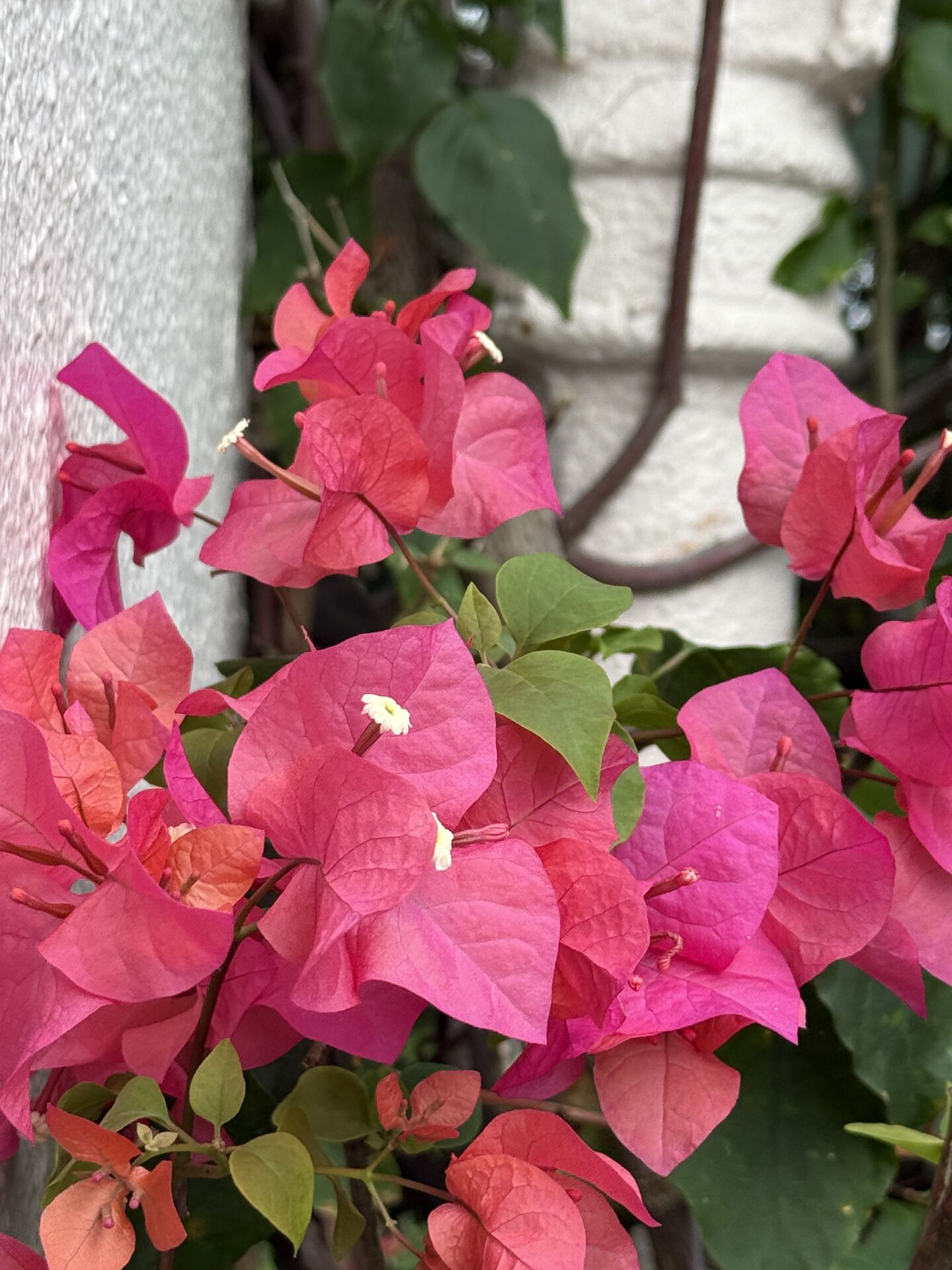 https://www.fa.gov.hk/葉子花(簕杜鵑)