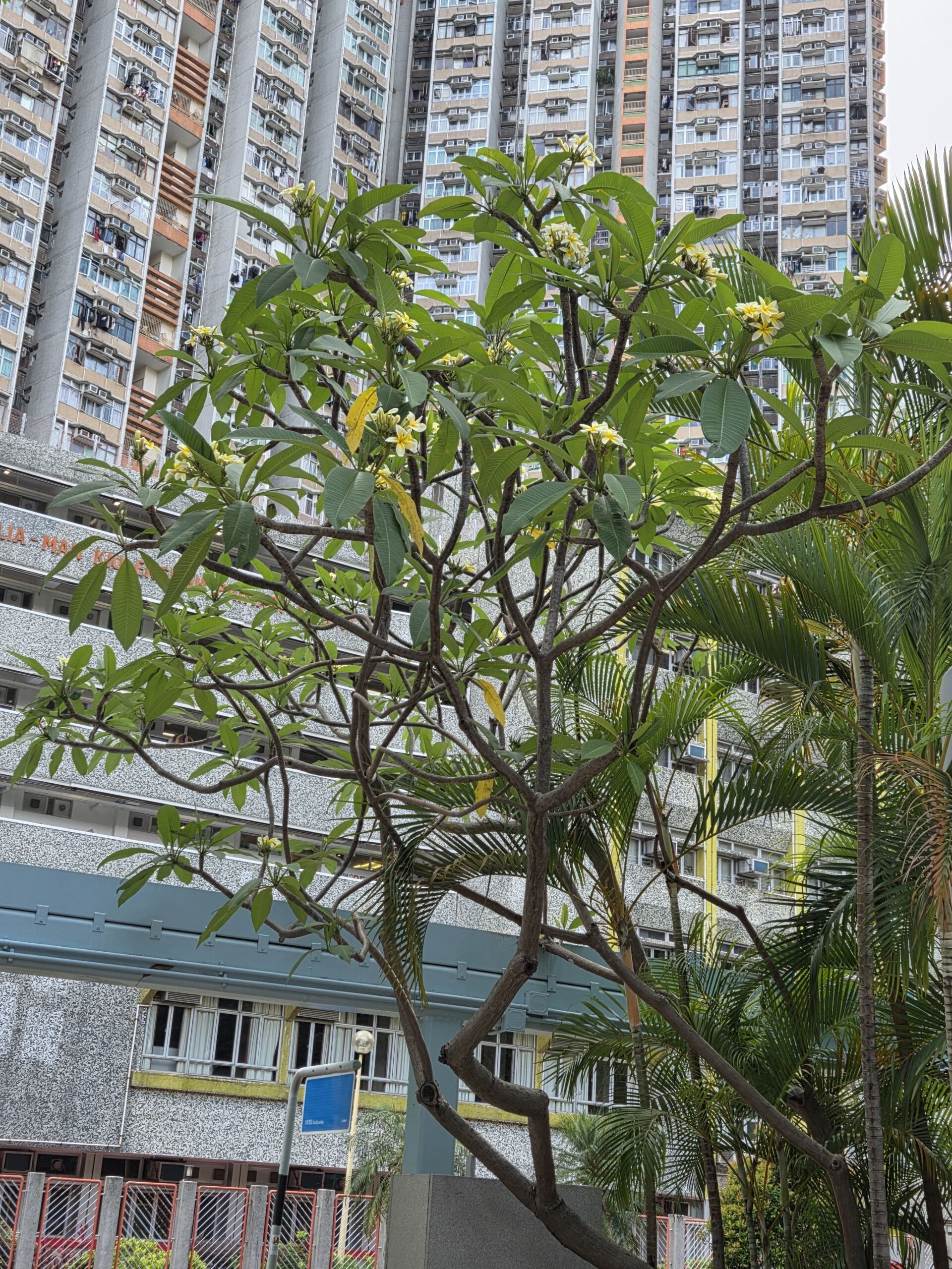 https://www.fa.gov.hk/雞蛋花