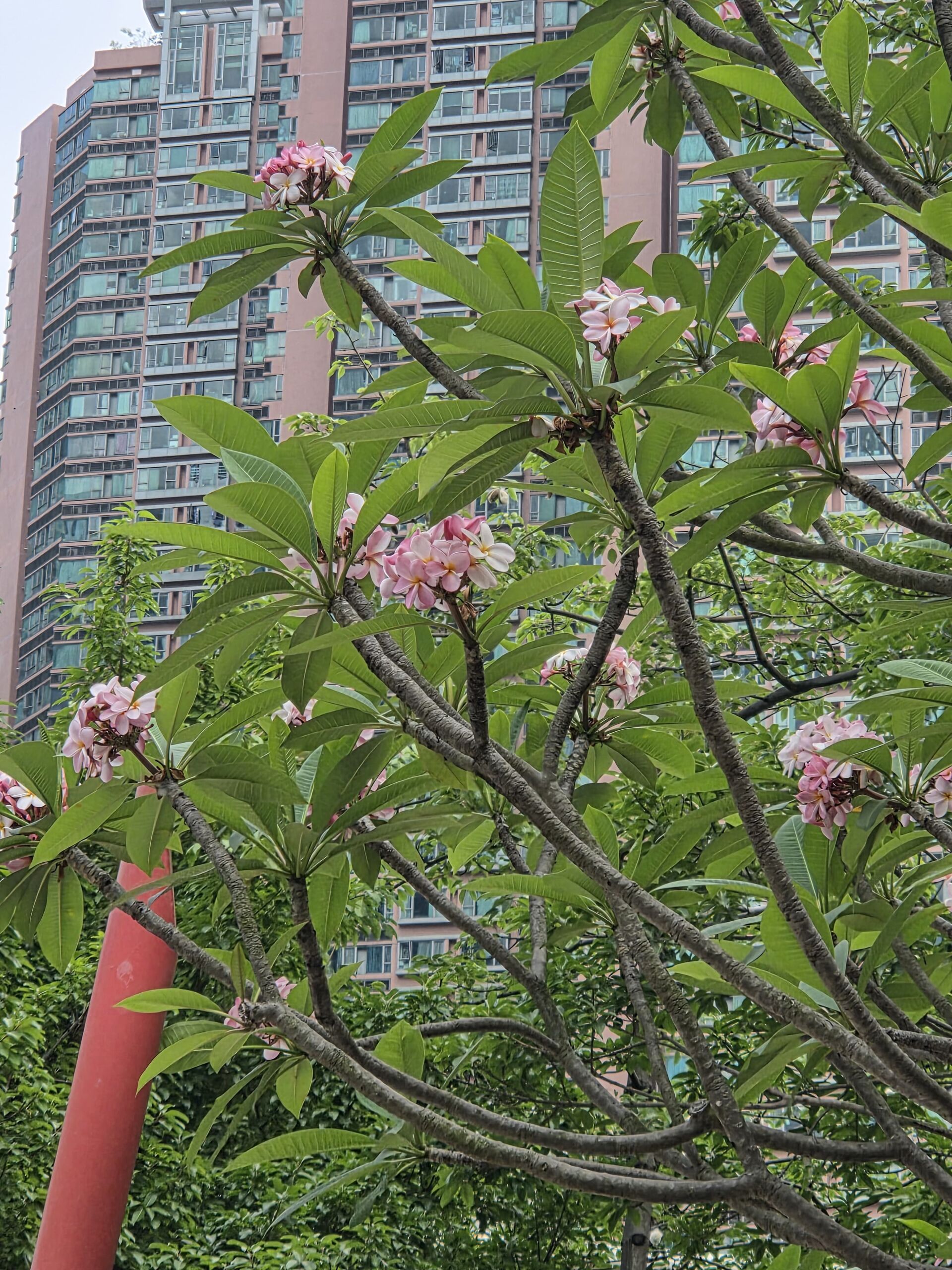 https://www.fa.gov.hk/雞蛋花