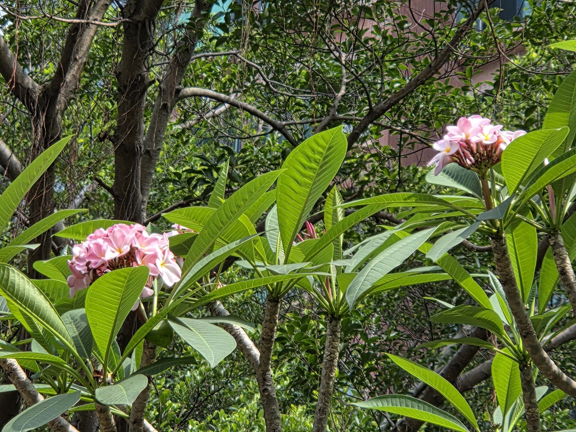 https://www.fa.gov.hk/雞蛋花