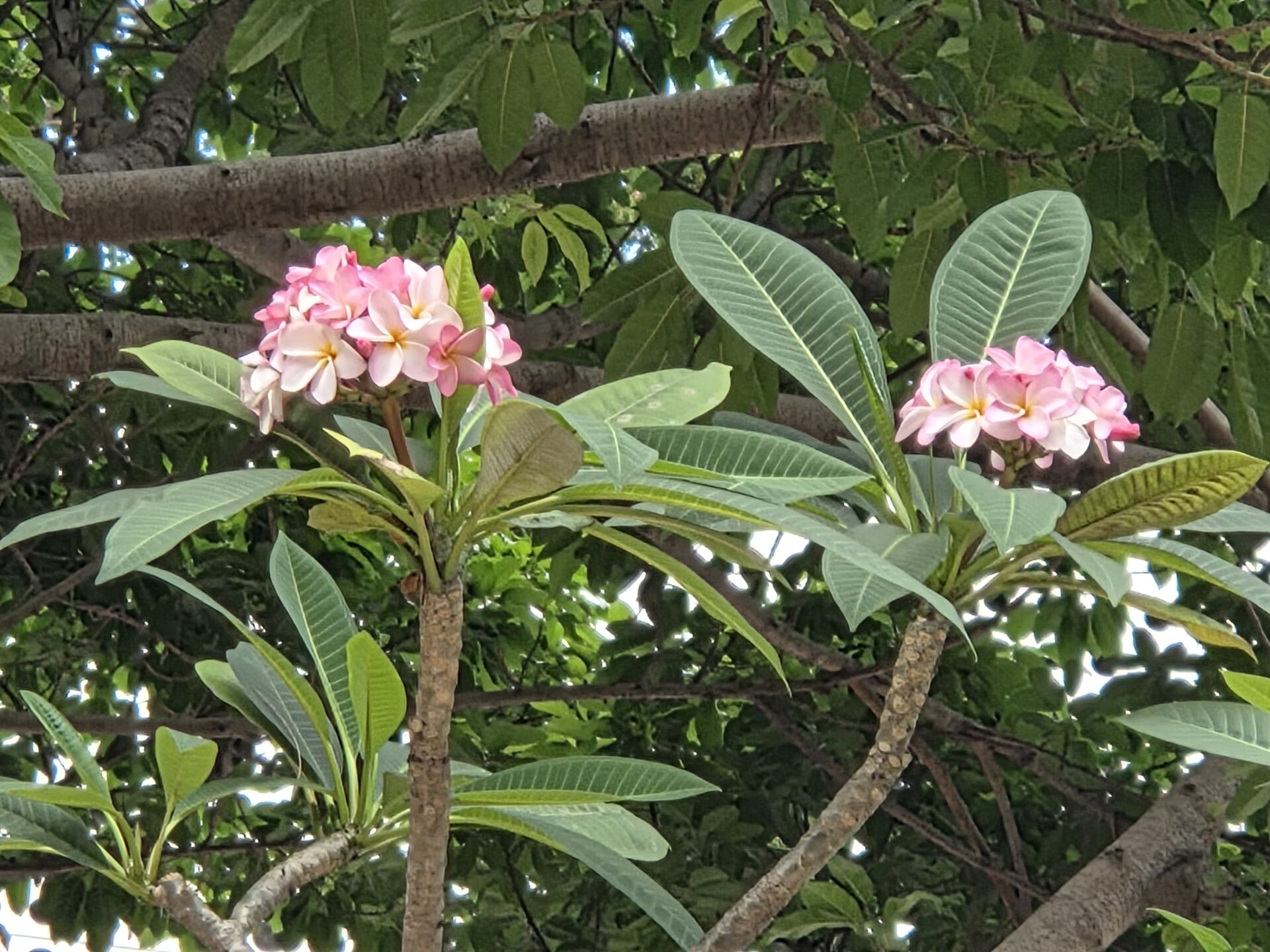 https://www.fa.gov.hk/雞蛋花