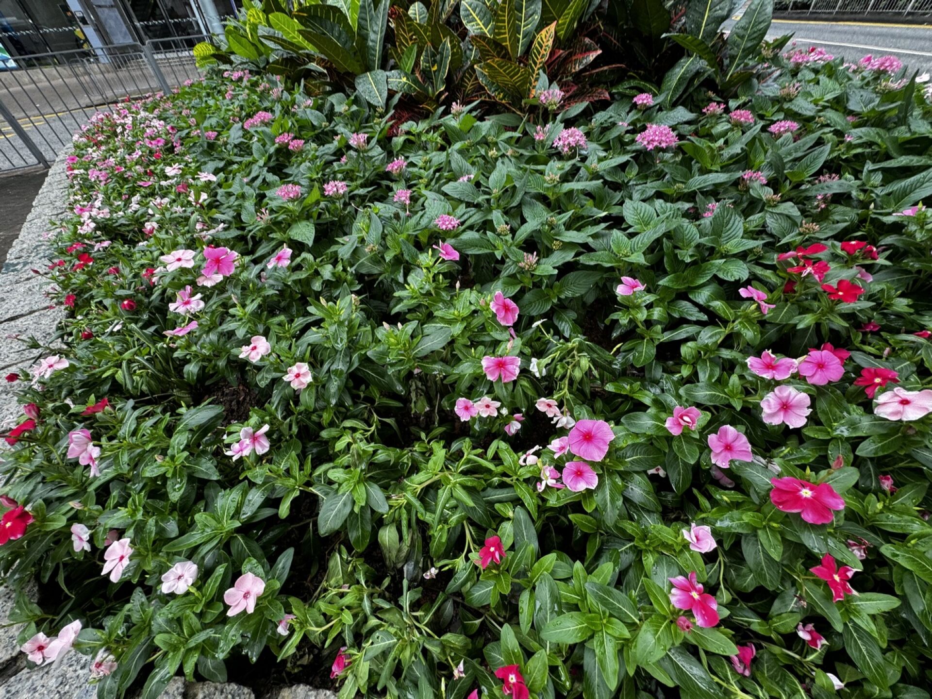 https://www.fa.gov.hk/長春花