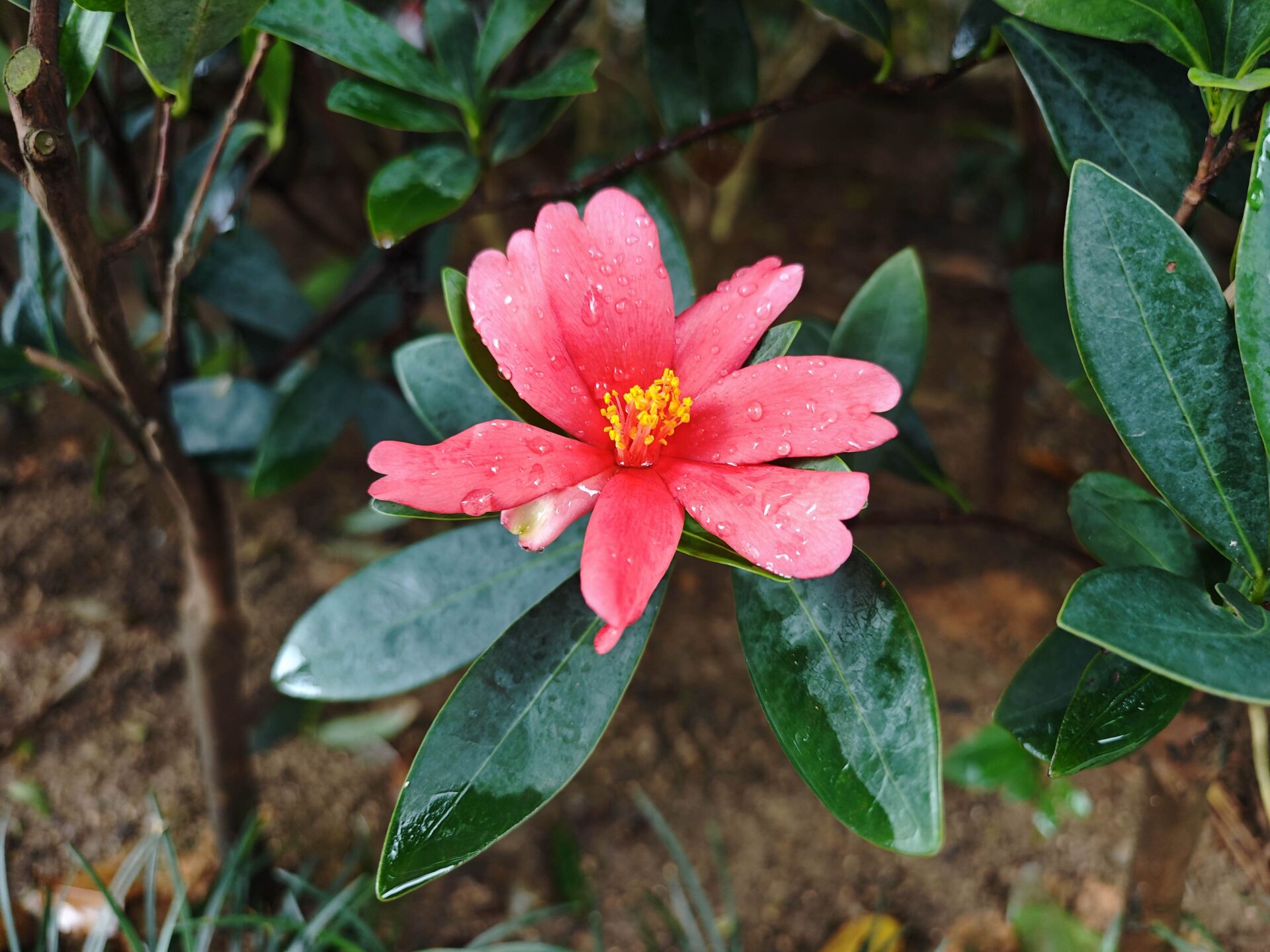 https://www.fa.gov.hk/杜鵑紅山茶