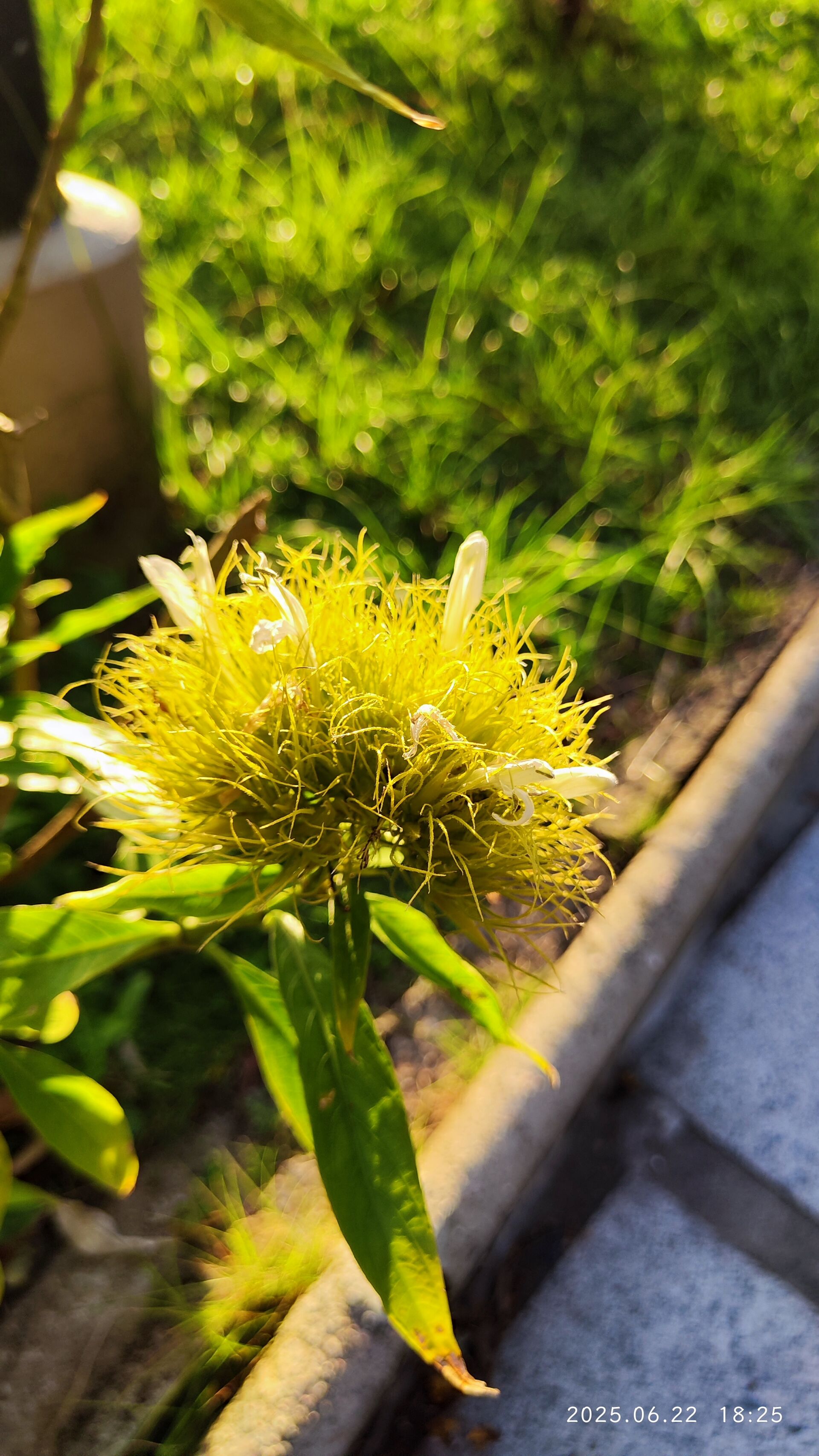 https://www.fa.gov.hk/白金羽花(金翎花)