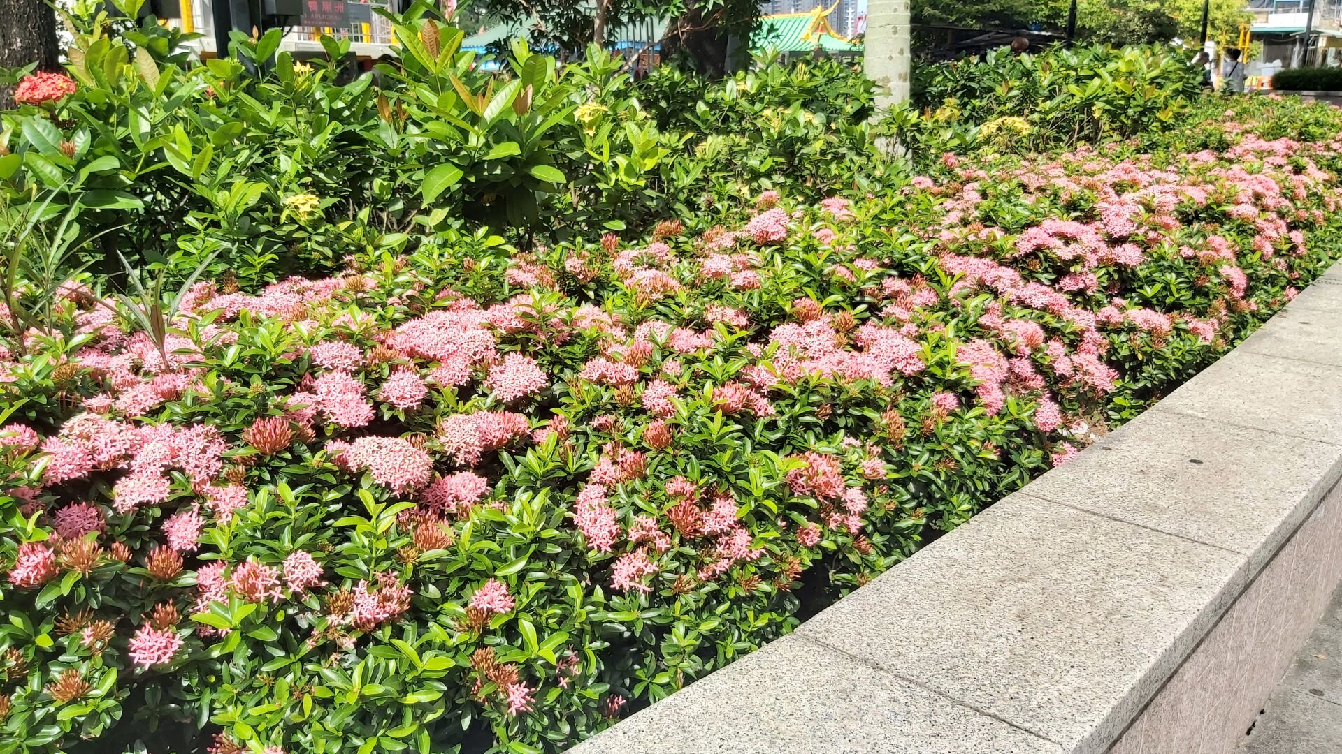 https://www.fa.gov.hk/細葉龍船花