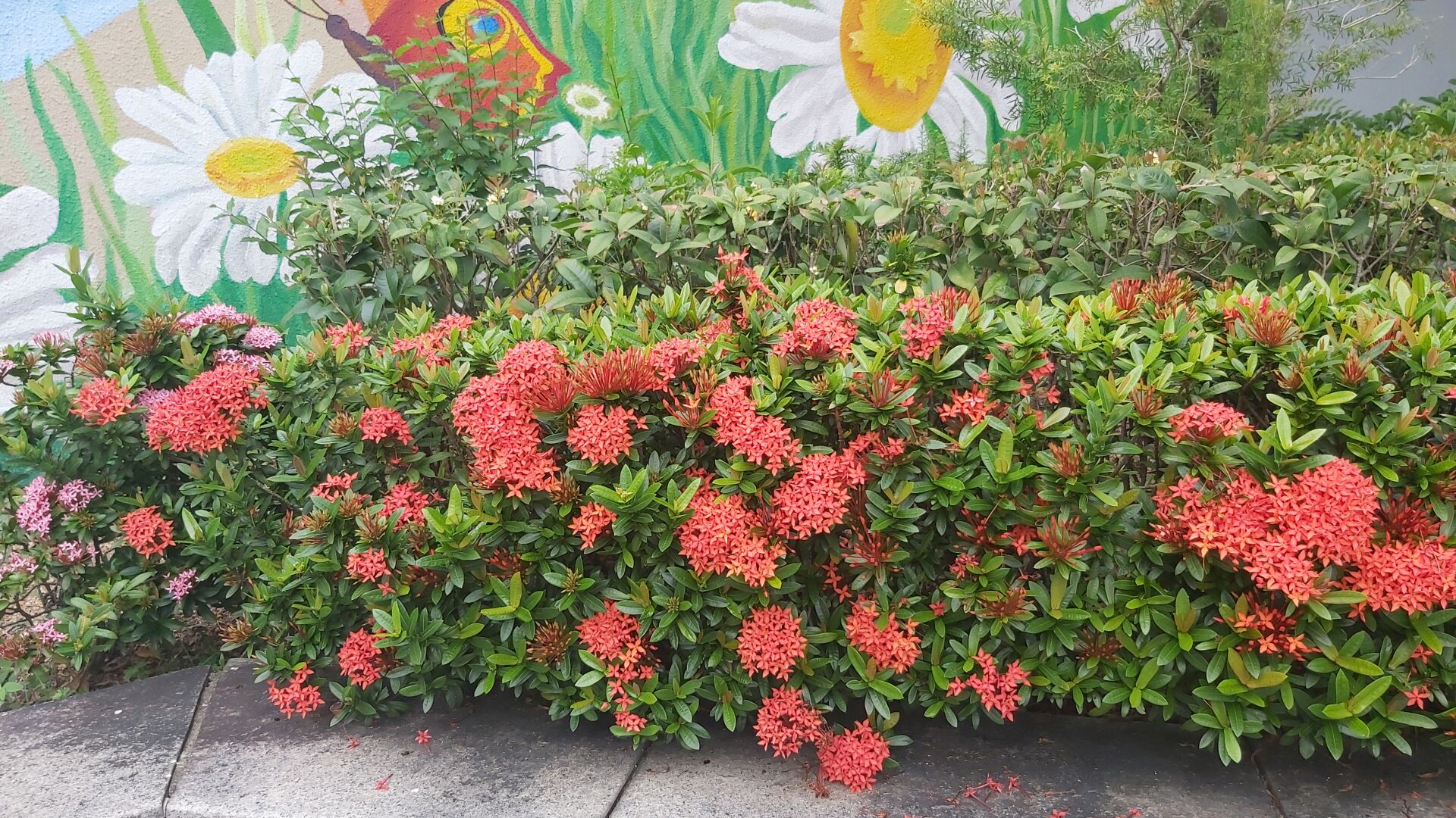 https://www.fa.gov.hk/細葉龍船花