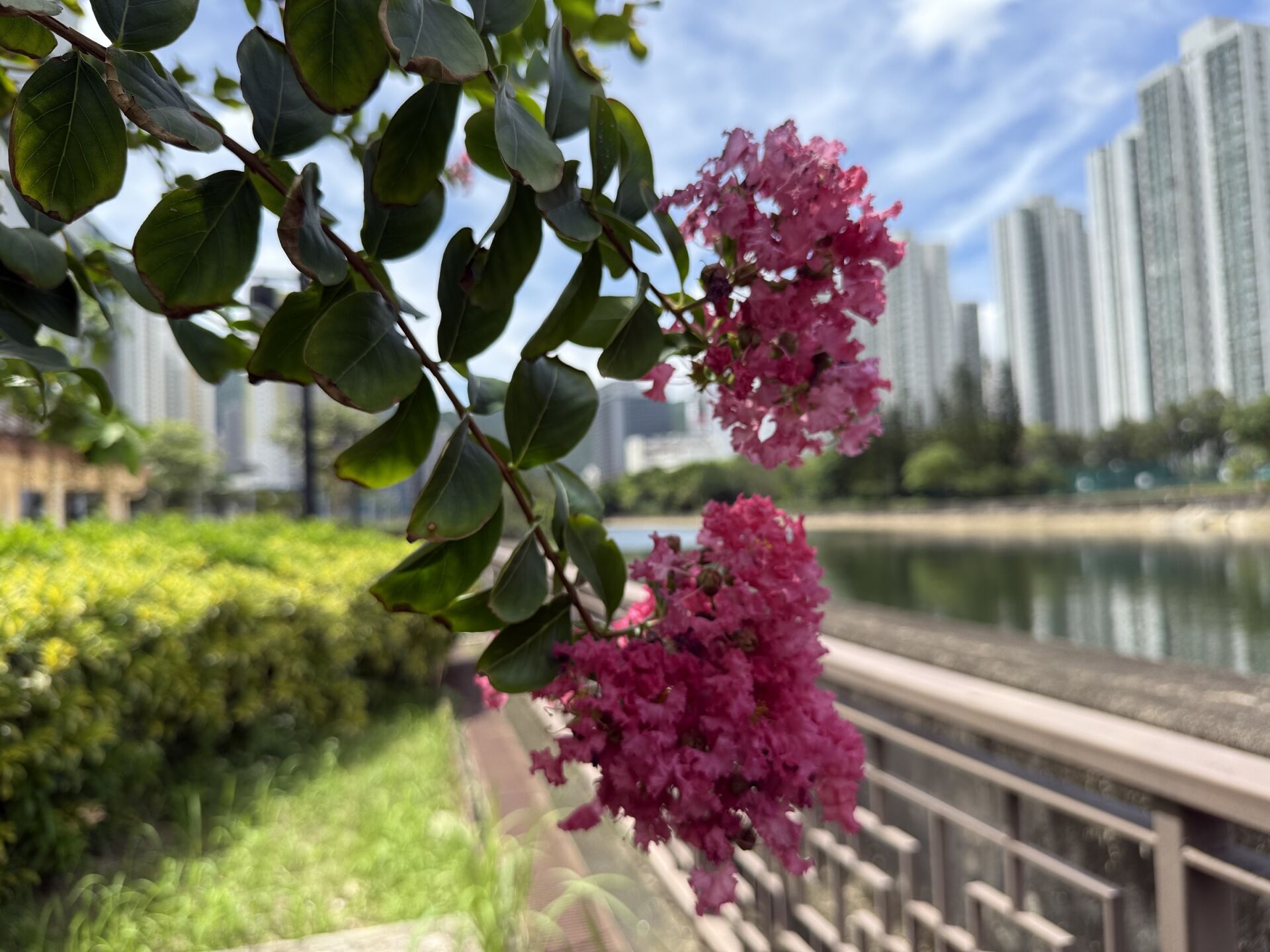 https://www.fa.gov.hk/紫薇