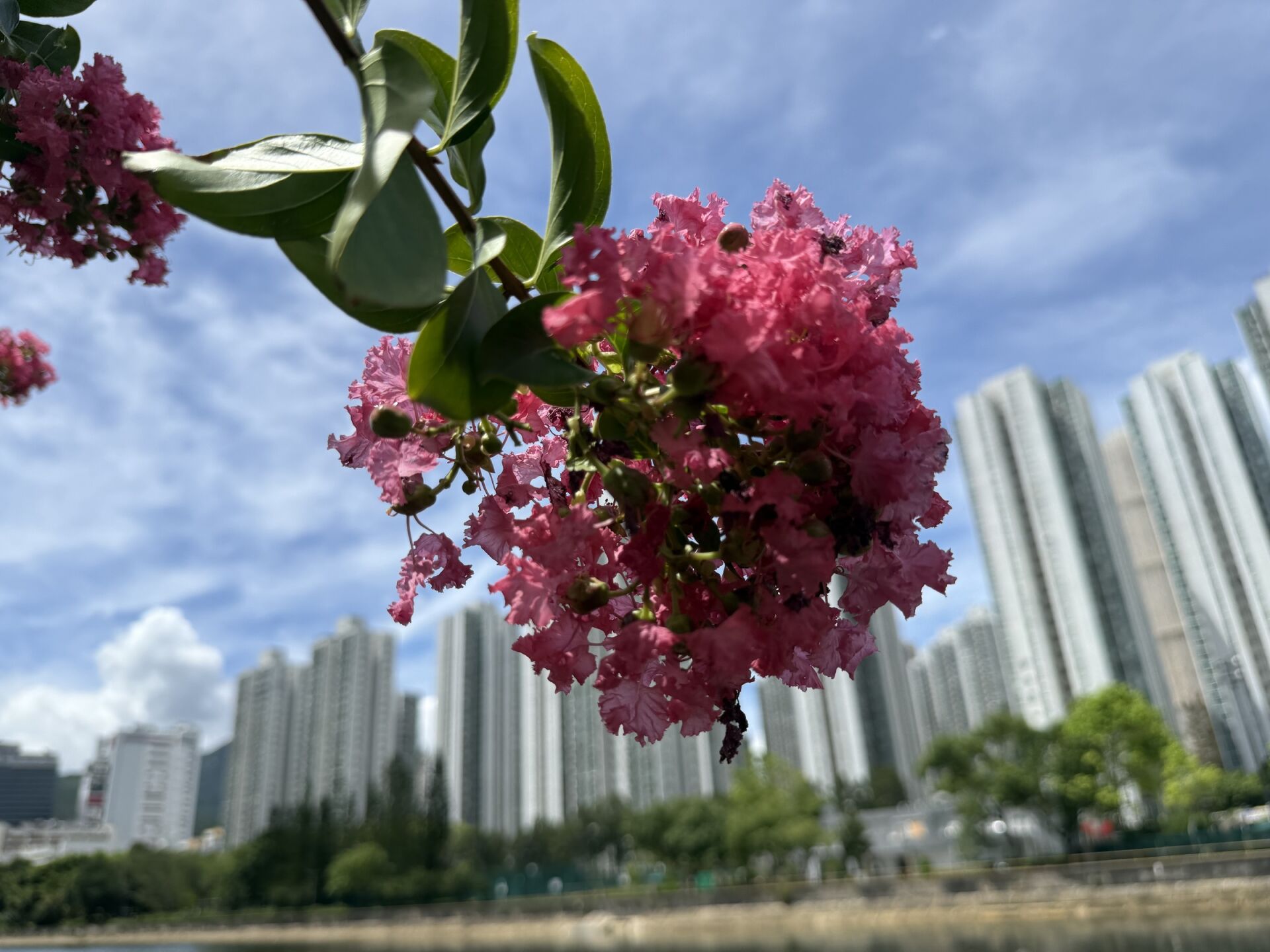 https://www.fa.gov.hk/紫薇