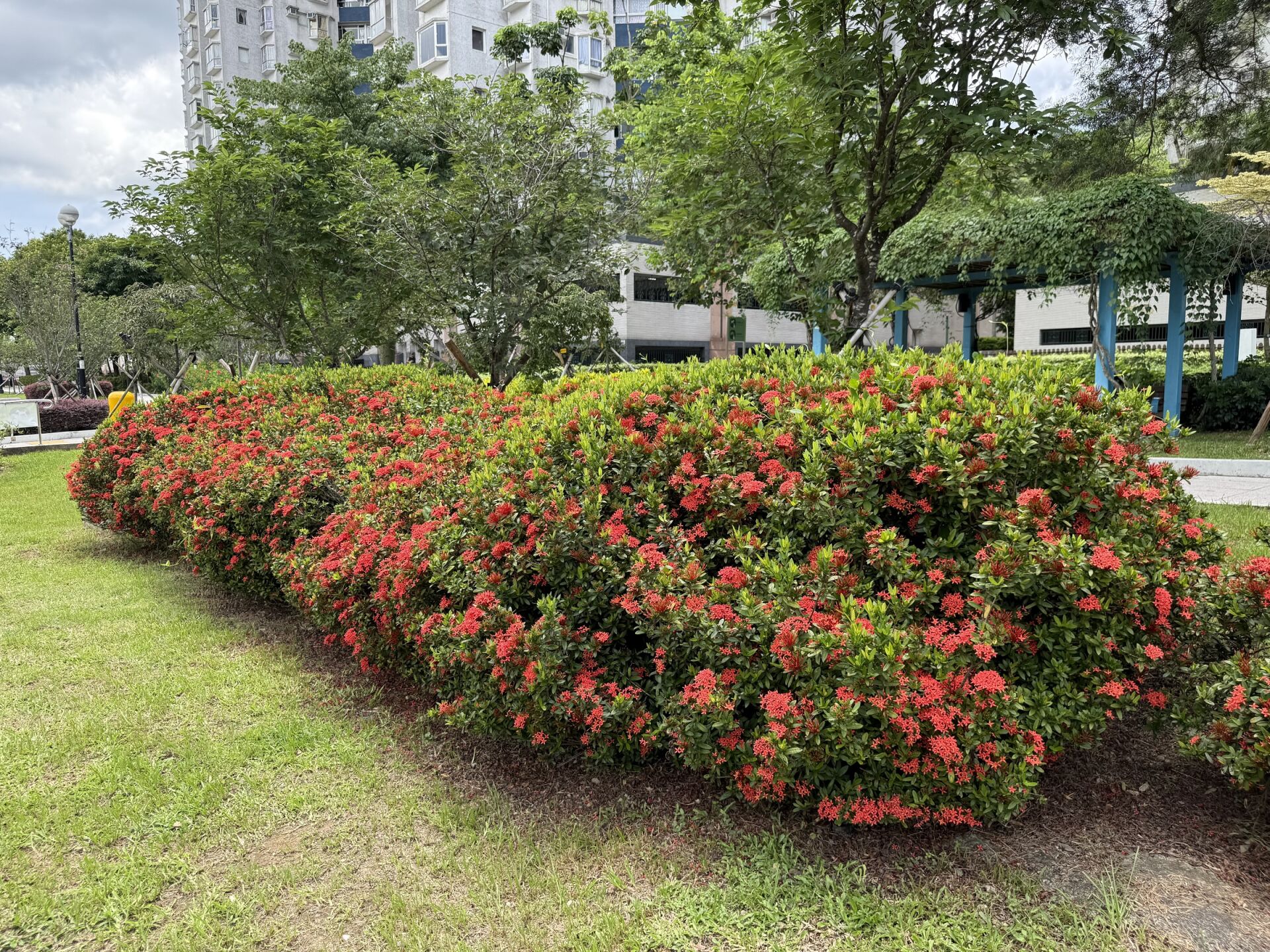 https://www.fa.gov.hk/細葉龍船花