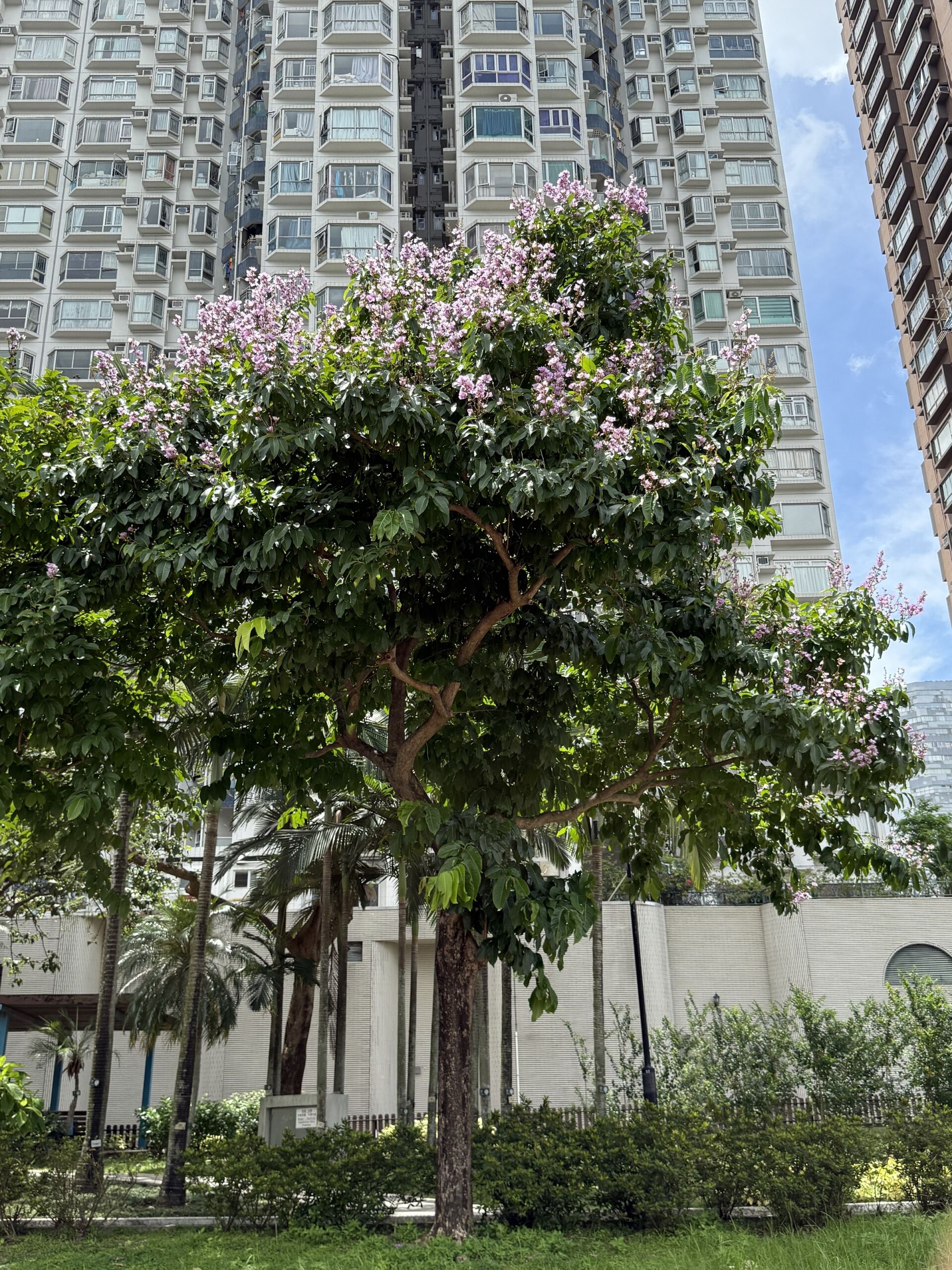 https://www.fa.gov.hk/大花紫薇(洋紫薇)