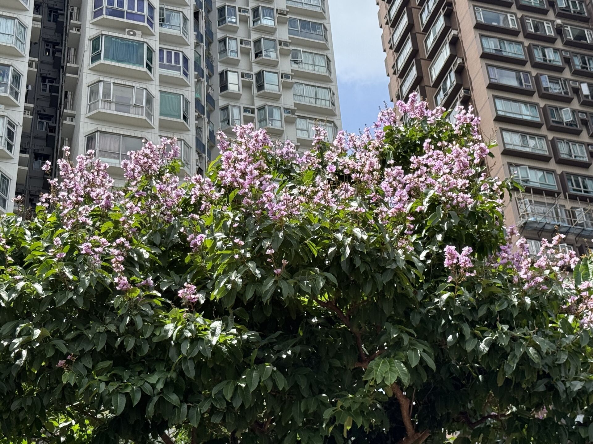 https://www.fa.gov.hk/大花紫薇(洋紫薇)