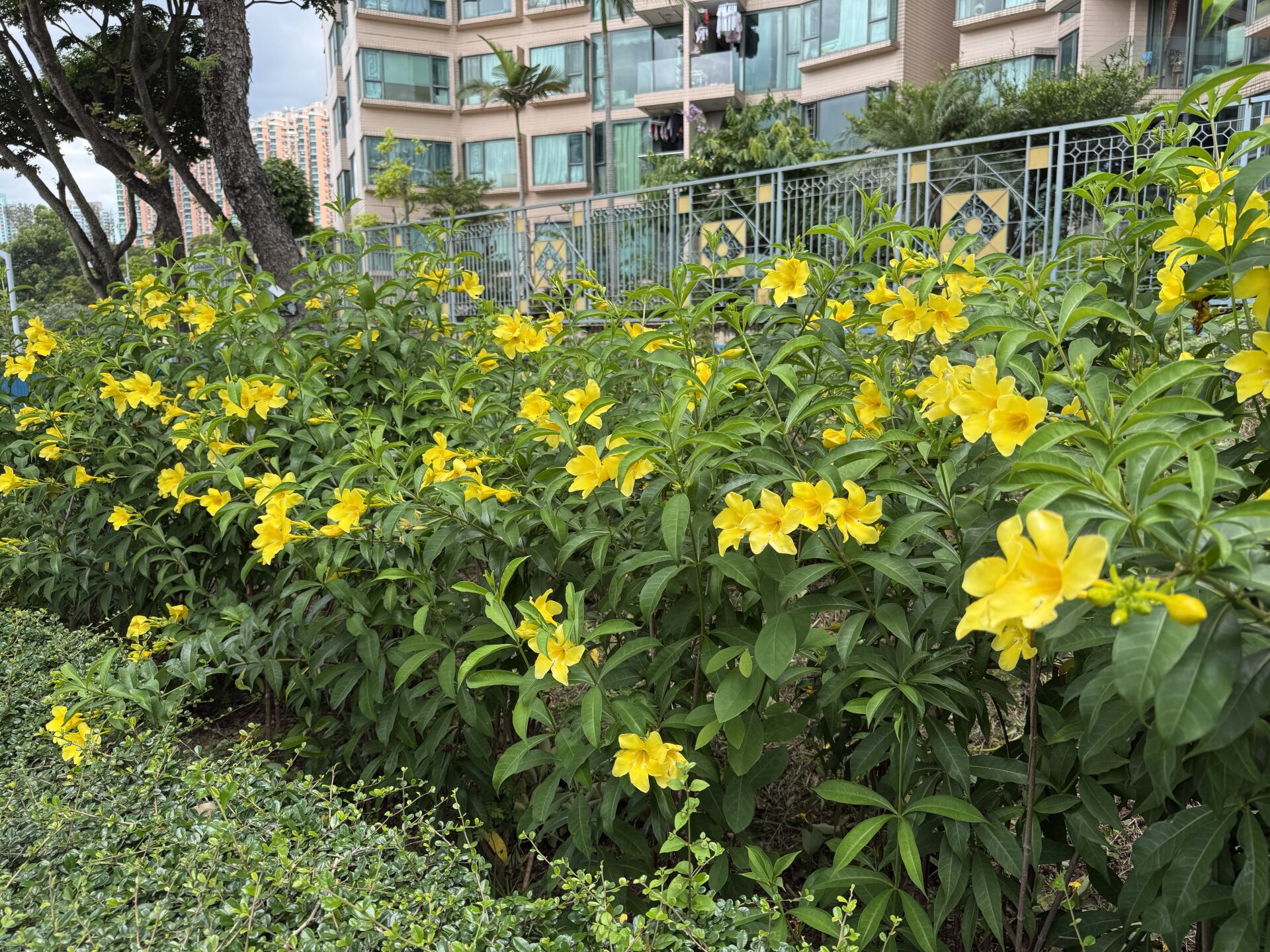 https://www.fa.gov.hk/多花黃蟬