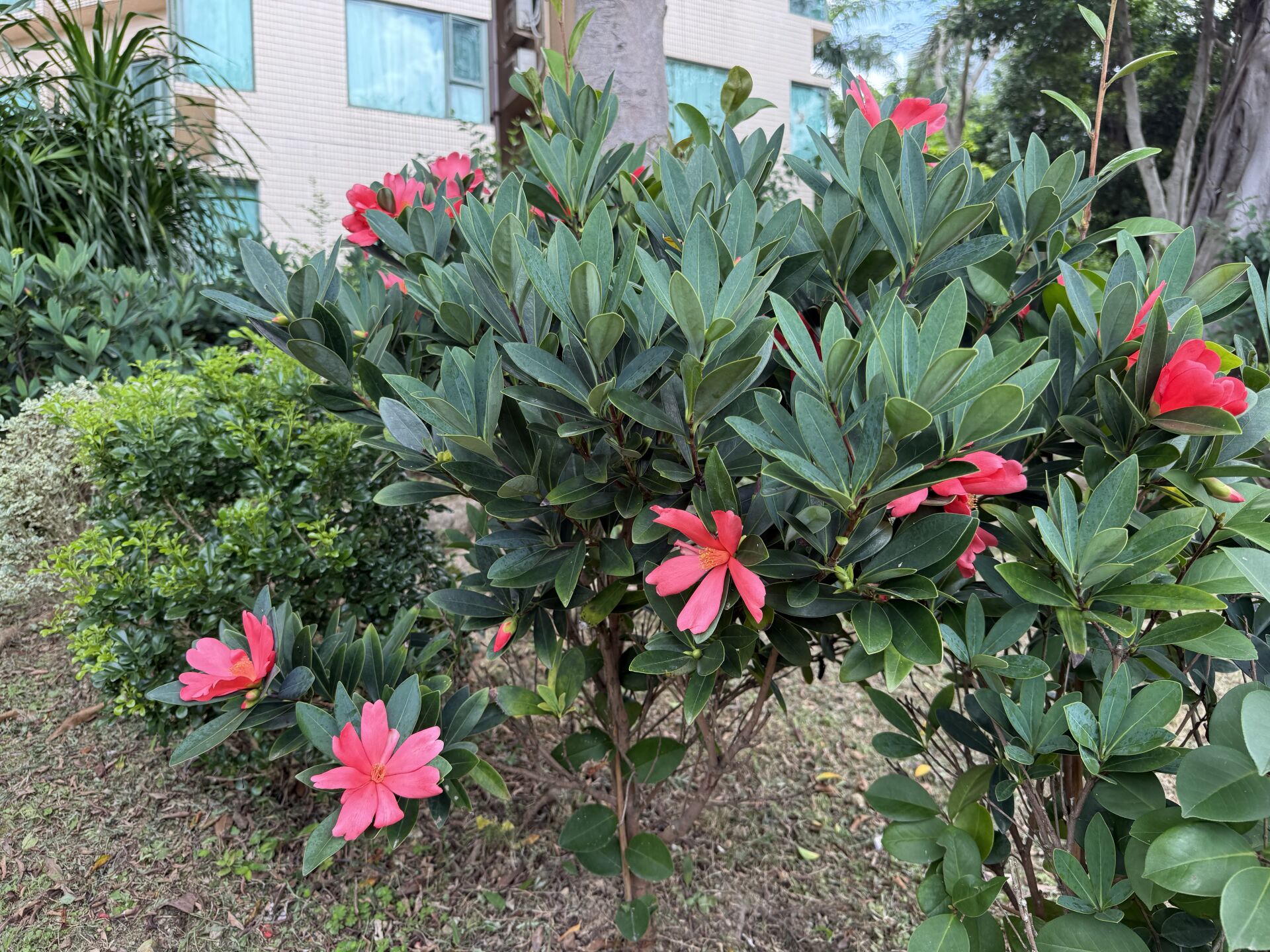 https://www.fa.gov.hk/杜鵑紅山茶