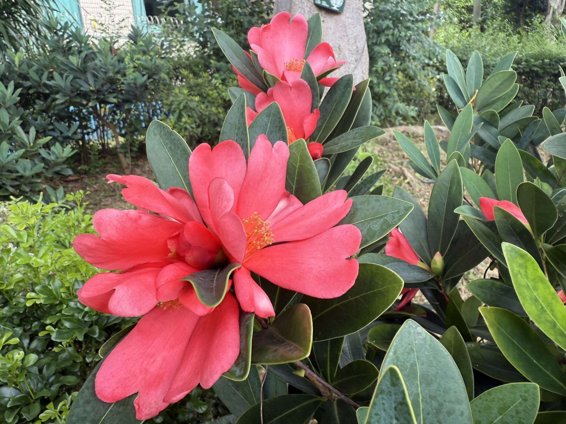 https://www.fa.gov.hk/杜鵑紅山茶