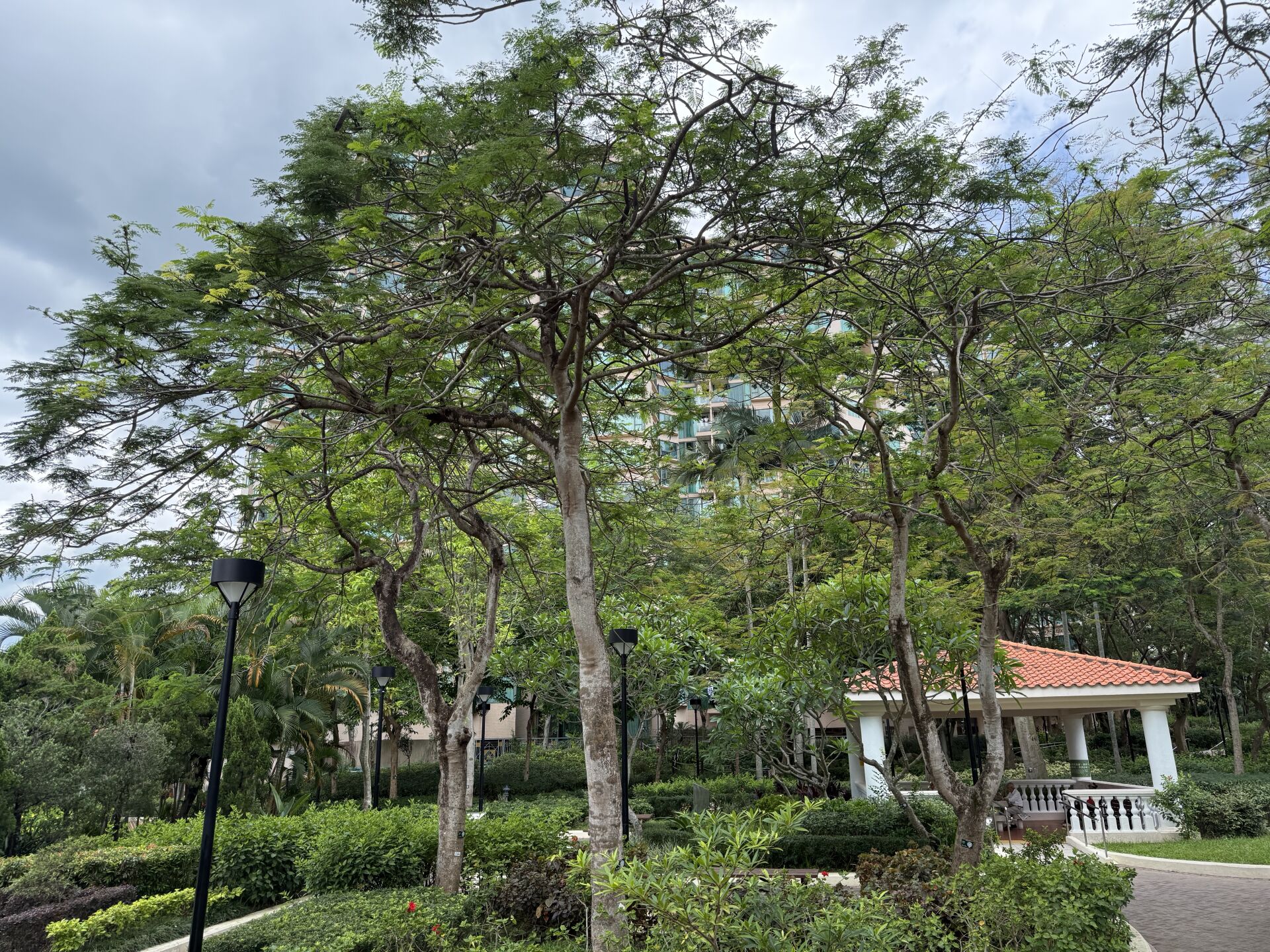 https://www.fa.gov.hk/鳳凰木