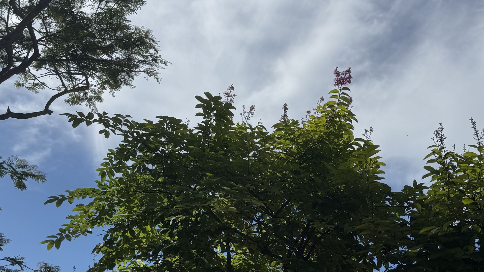 https://www.fa.gov.hk/大花紫薇(洋紫薇)