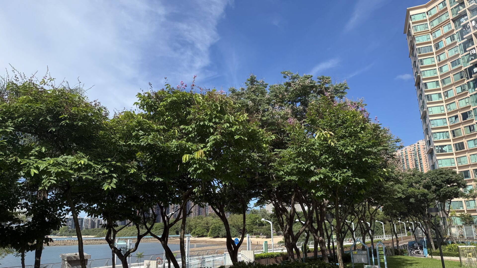 https://www.fa.gov.hk/大花紫薇(洋紫薇)
