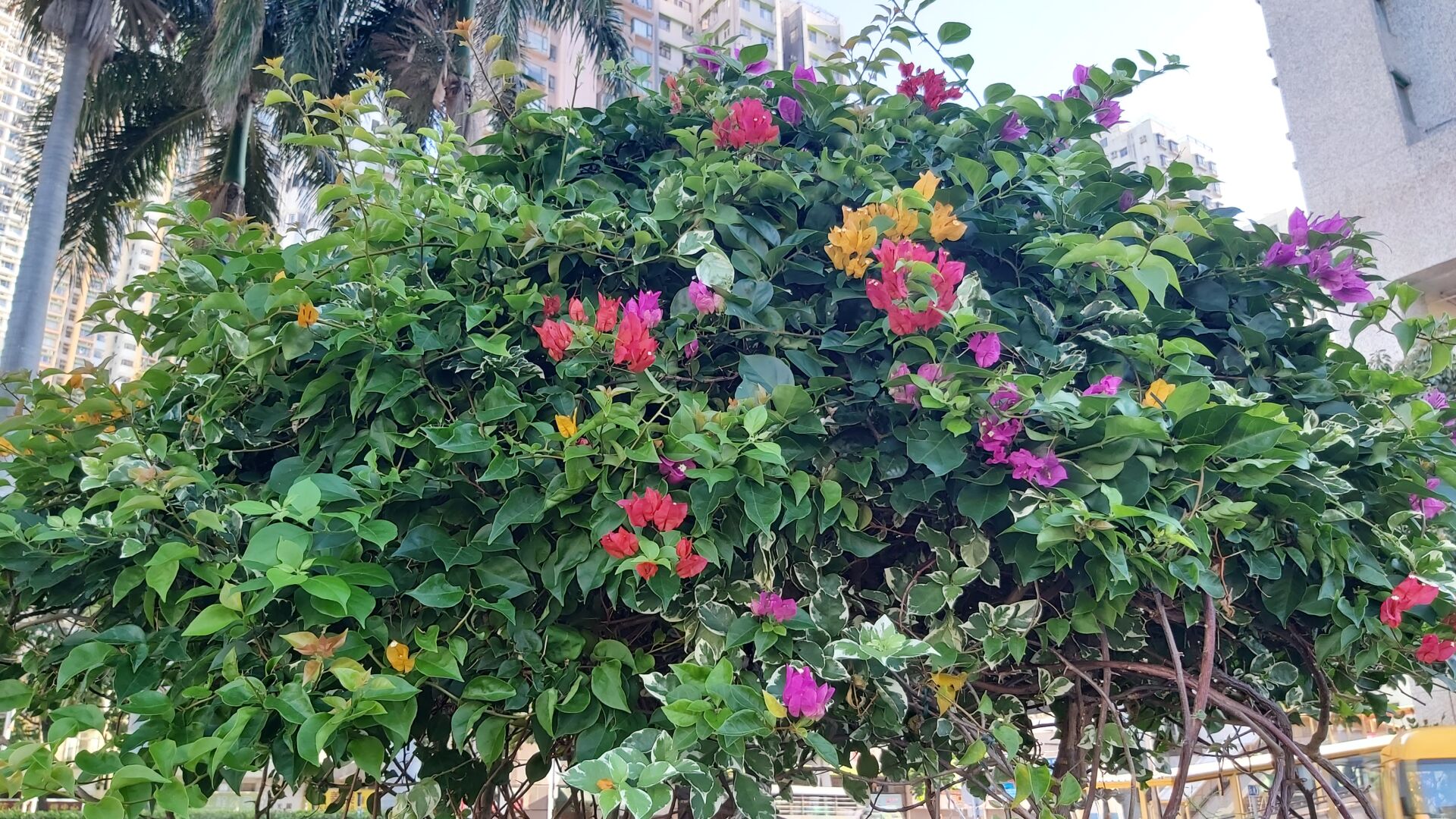 https://www.fa.gov.hk/葉子花(簕杜鵑)