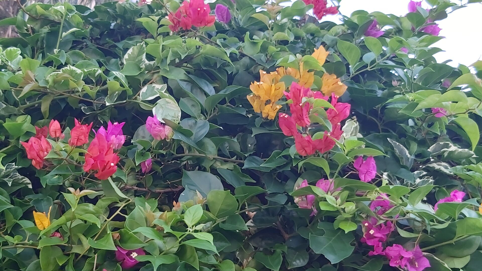 https://www.fa.gov.hk/葉子花(簕杜鵑)