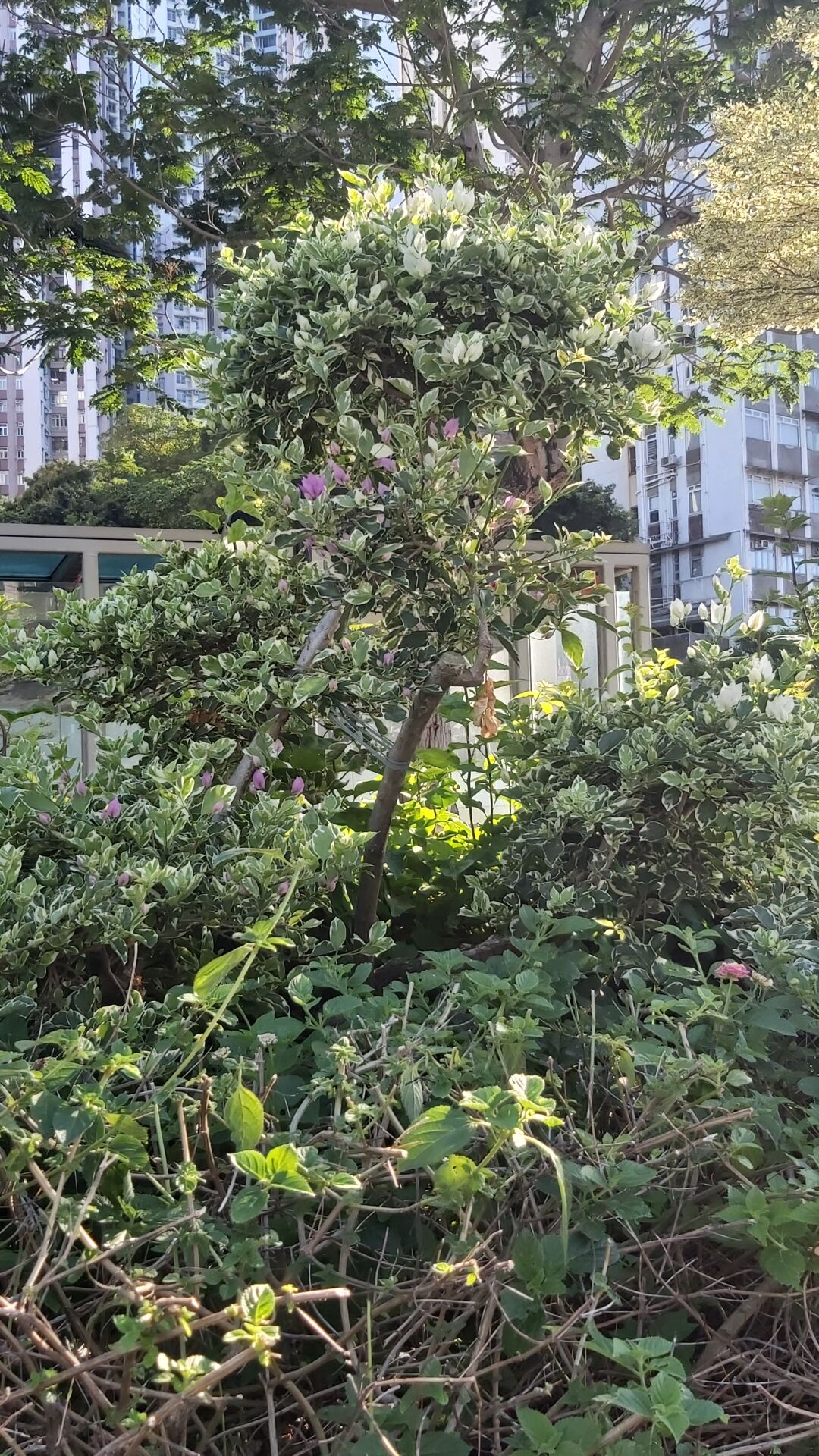 https://www.fa.gov.hk/花葉簕杜鵑