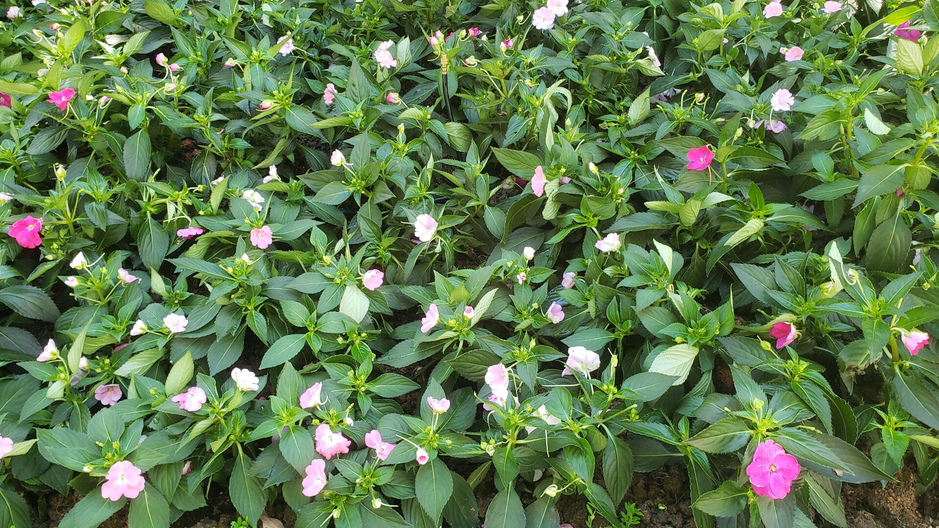 https://www.fa.gov.hk/桑蓓斯鳳仙花