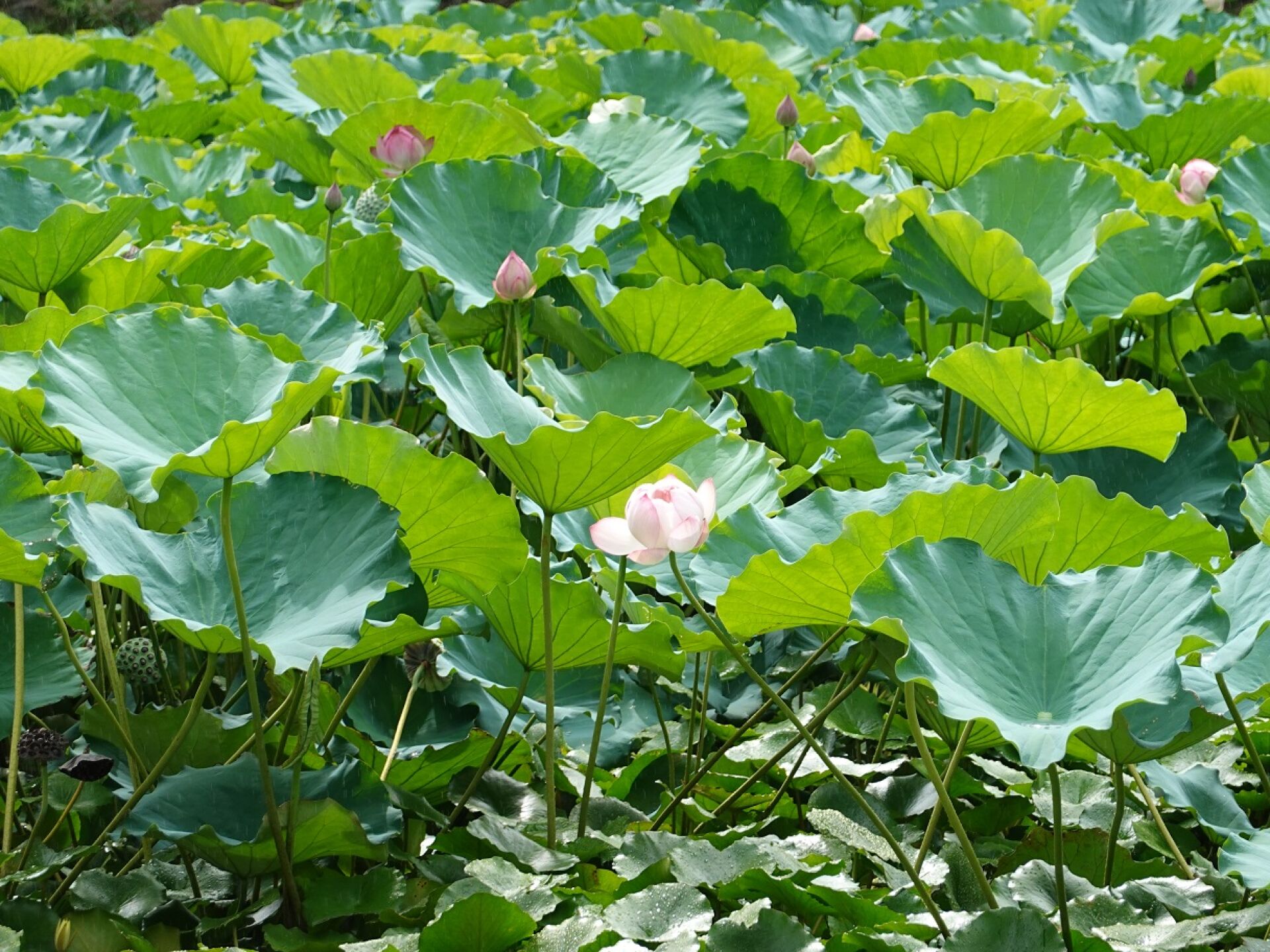 https://www.fa.gov.hk/荷花