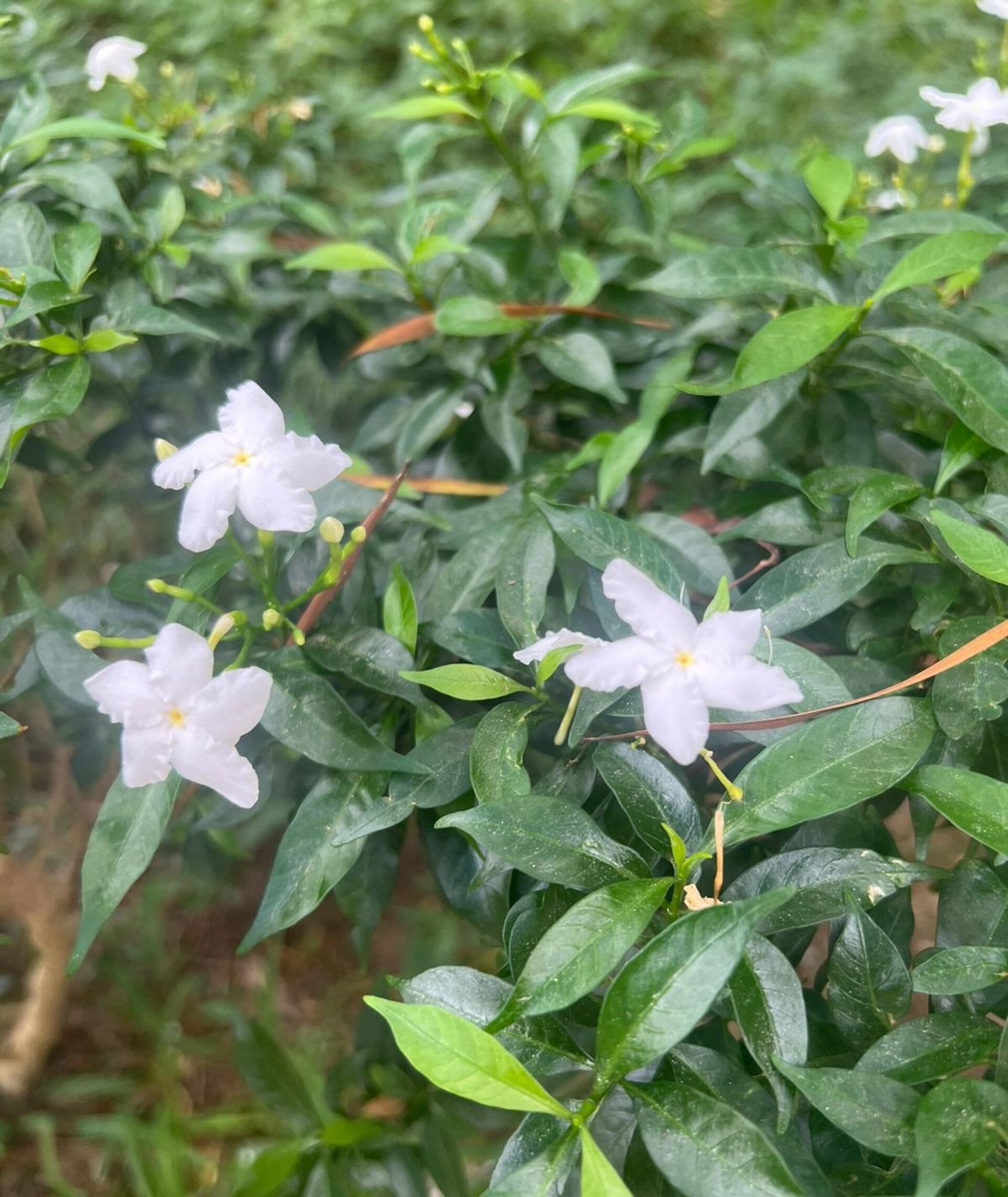 https://www.fa.gov.hk/細葉狗牙花