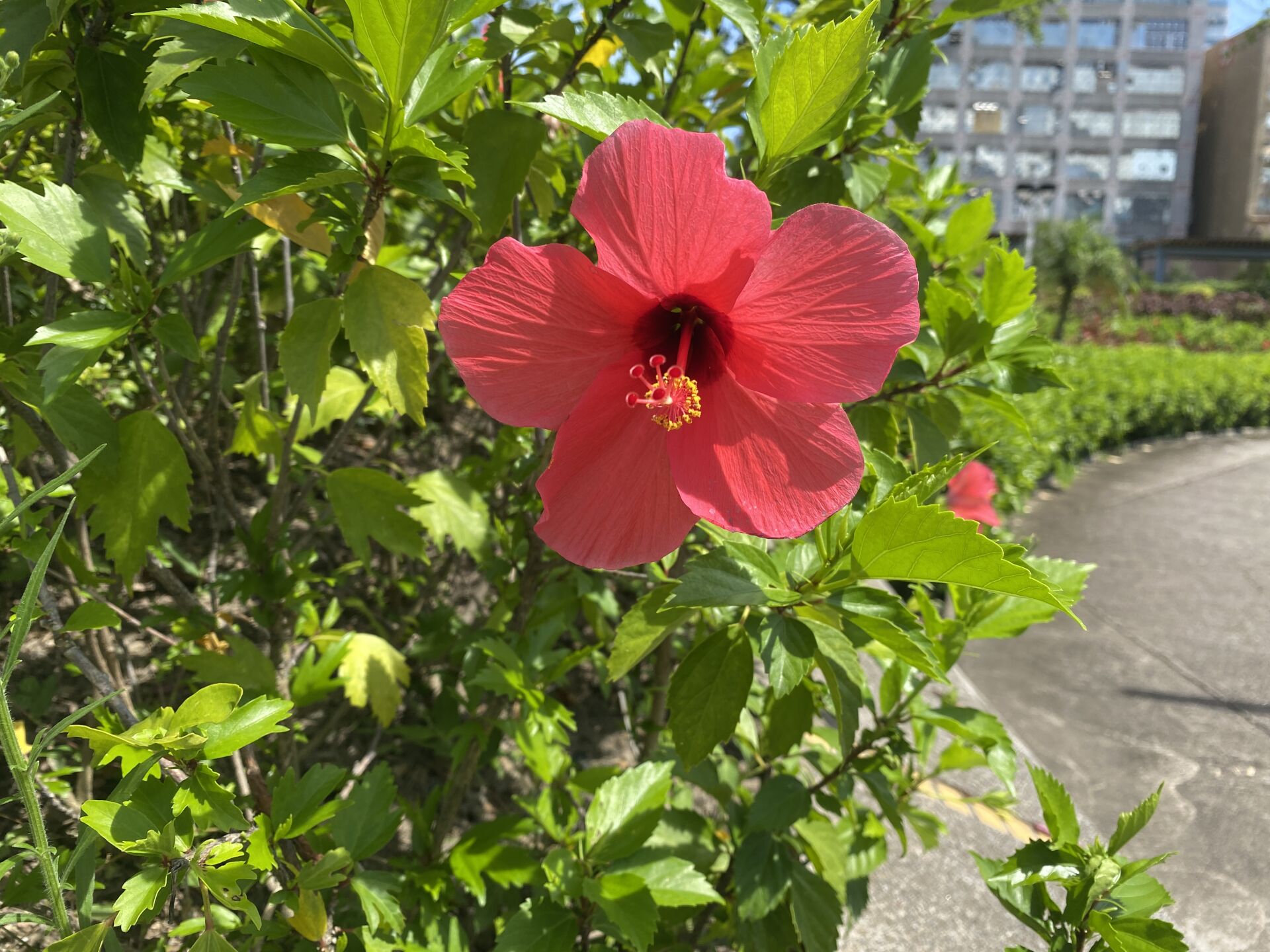 https://www.fa.gov.hk/朱槿(扶桑、大紅花)