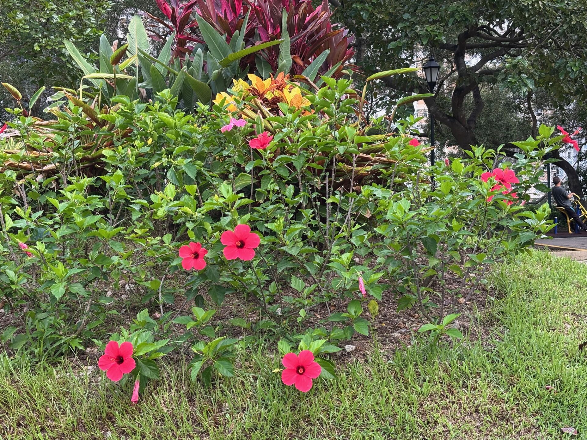 https://www.fa.gov.hk/朱槿(扶桑、大紅花)