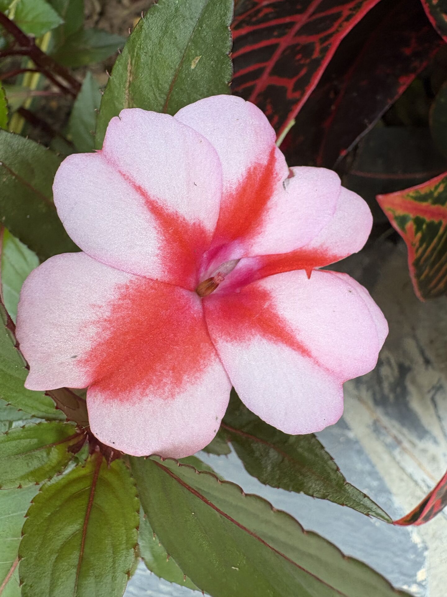 https://www.fa.gov.hk/鳳仙花