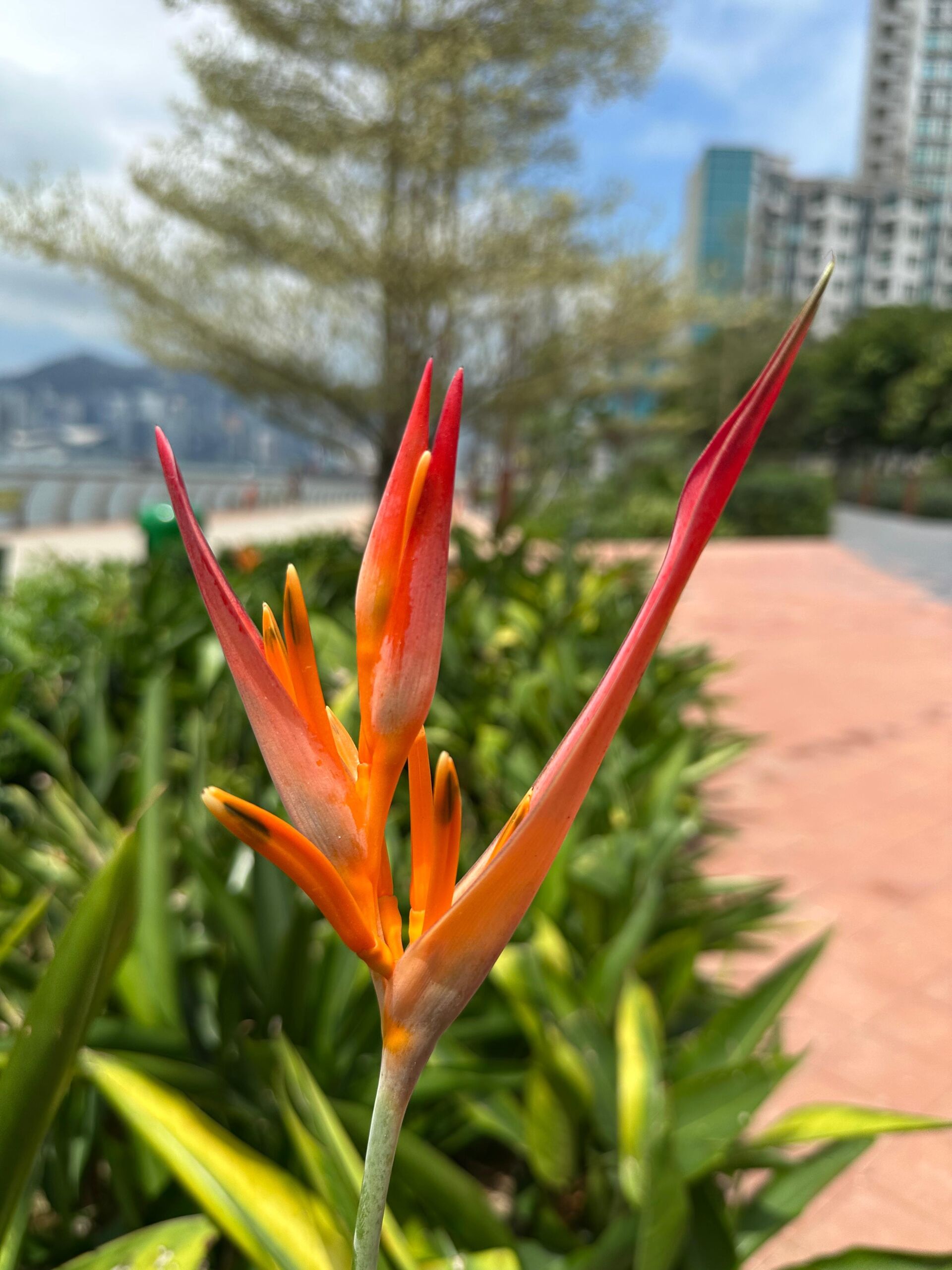 https://www.fa.gov.hk/彩虹小鳥蕉