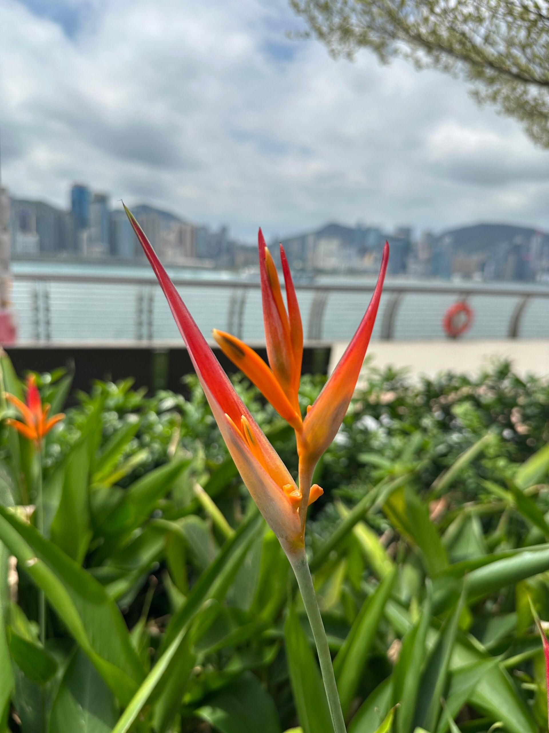 https://www.fa.gov.hk/彩虹小鳥蕉