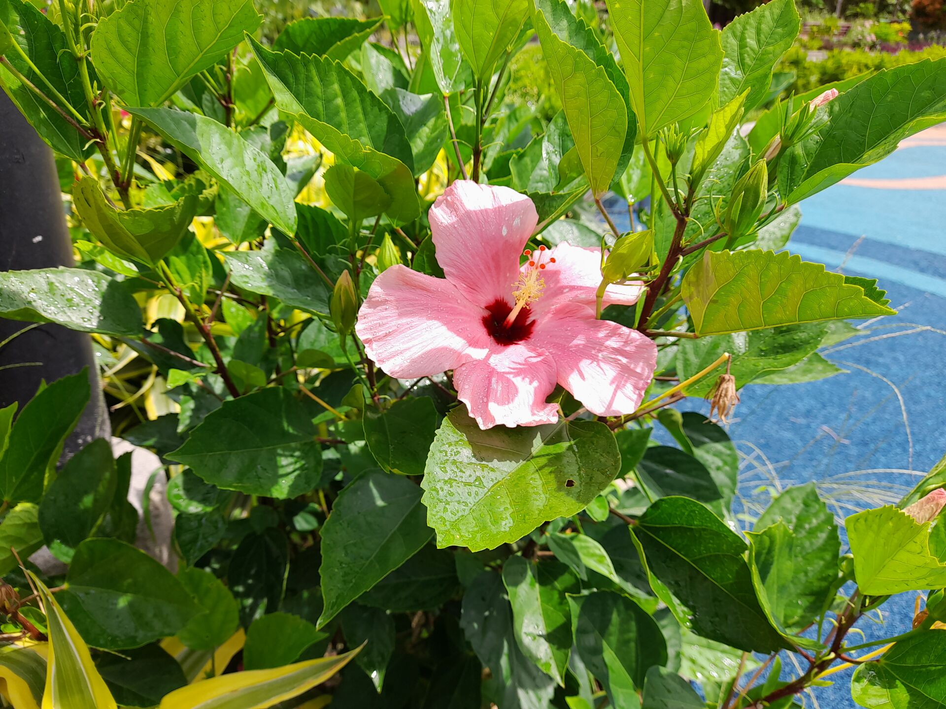 https://www.fa.gov.hk/朱槿(扶桑、大紅花)