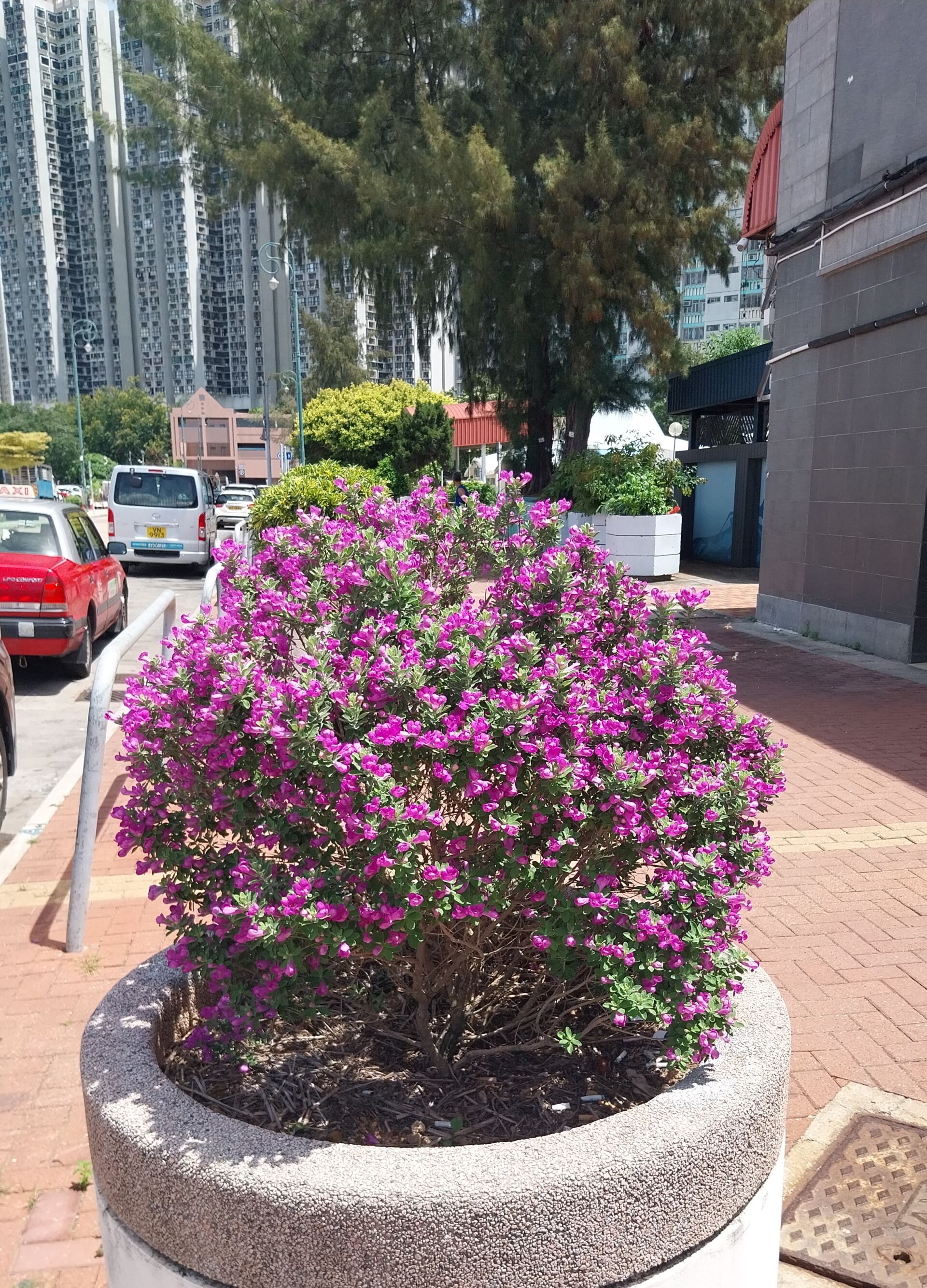 https://www.fa.gov.hk/紅花玉芙蓉