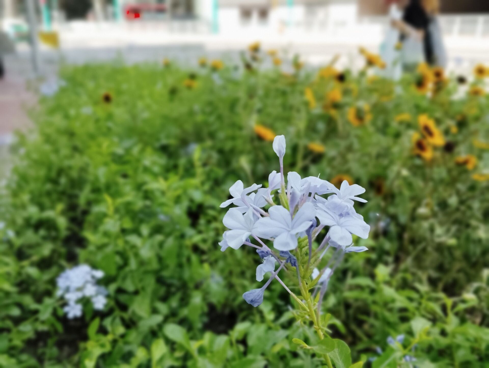 https://www.fa.gov.hk/藍雪花