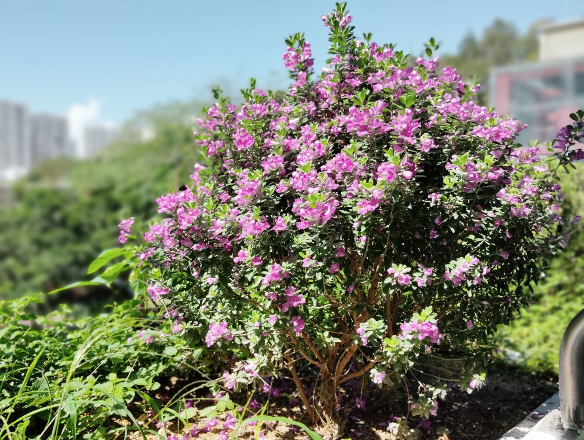 https://www.fa.gov.hk/紅花玉芙蓉