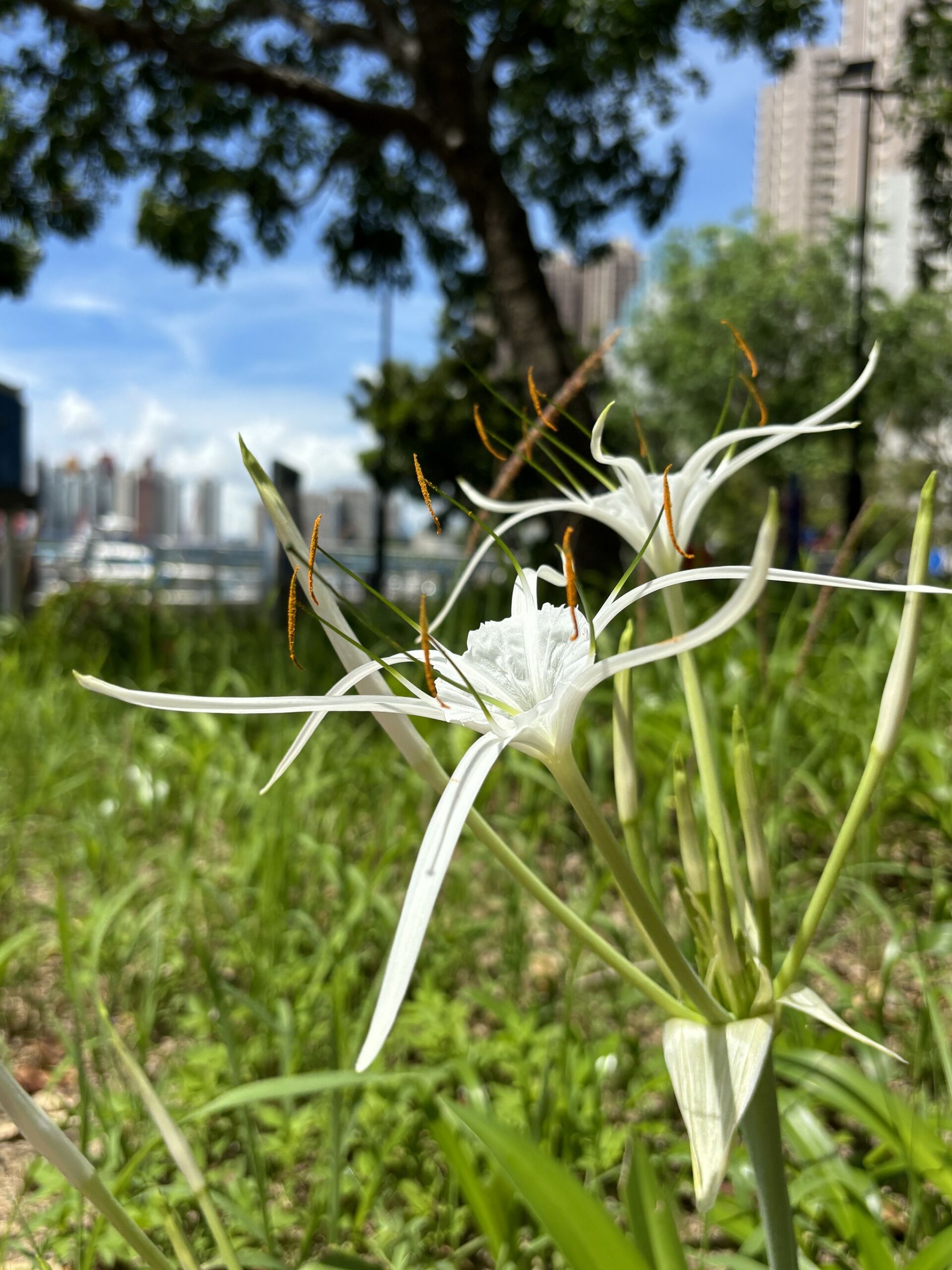 https://www.fa.gov.hk/蜘蛛蘭