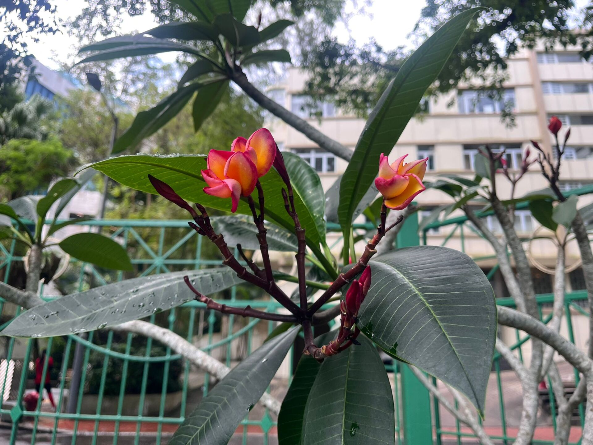 https://www.fa.gov.hk/紅雞蛋花