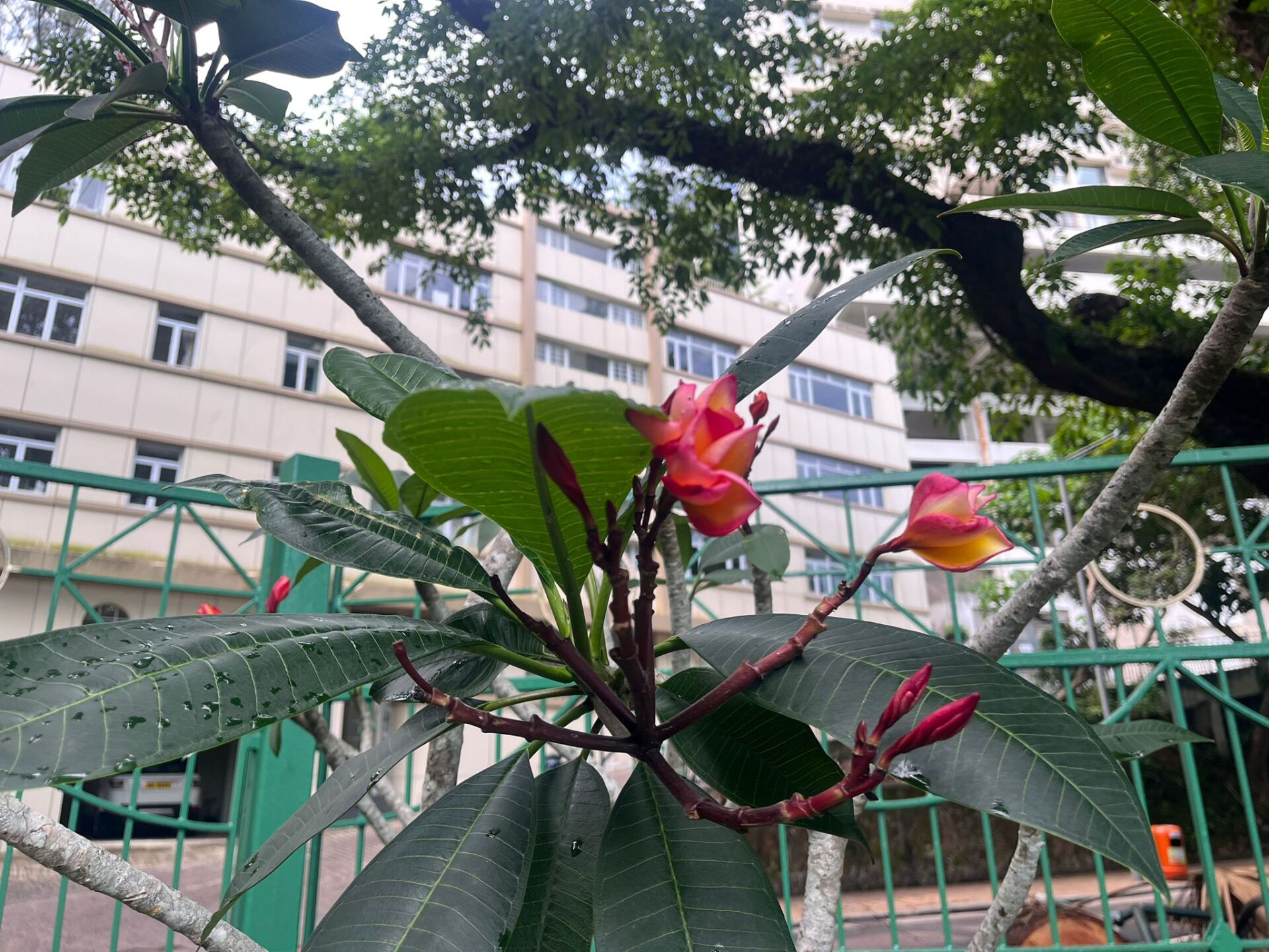 https://www.fa.gov.hk/紅雞蛋花
