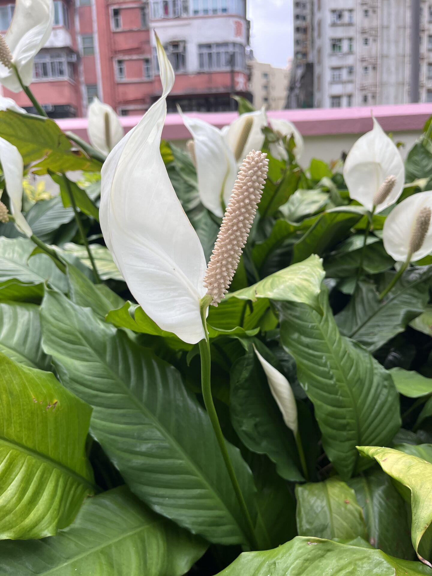 https://www.fa.gov.hk/白鶴芋(白掌)