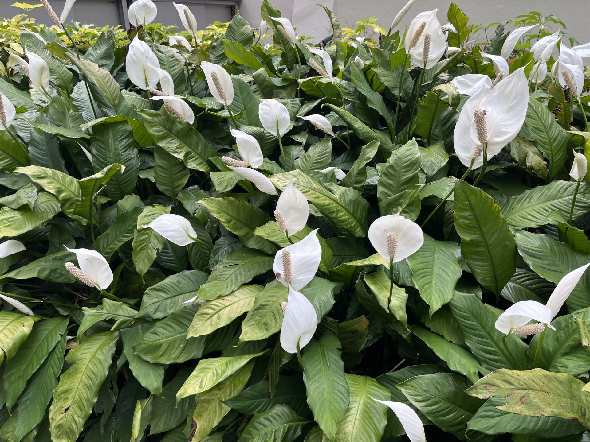 https://www.fa.gov.hk/白鶴芋(白掌)