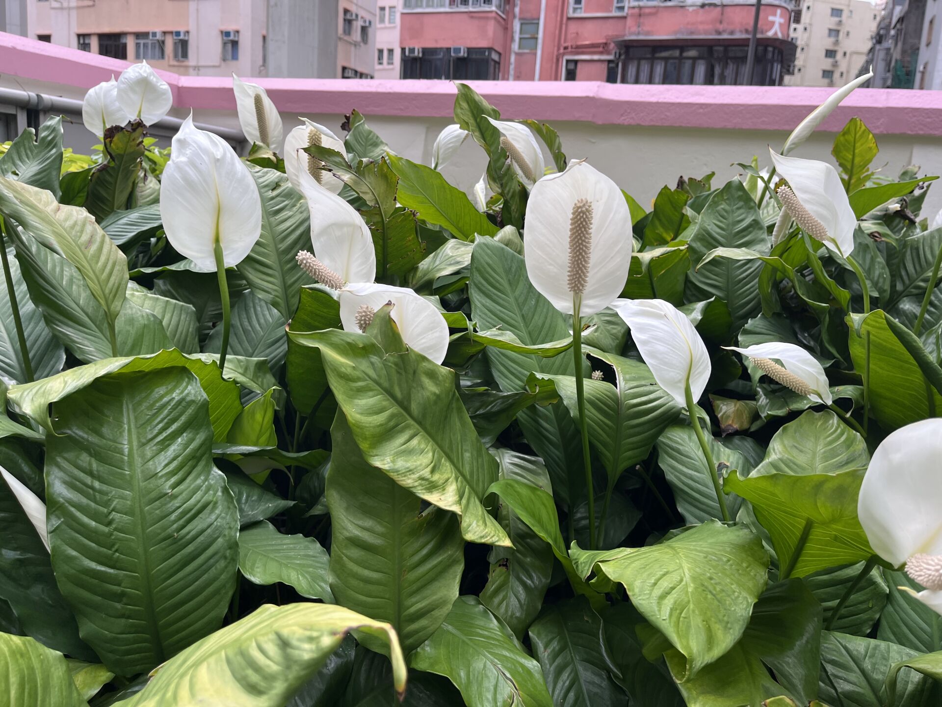 https://www.fa.gov.hk/白鶴芋(白掌)