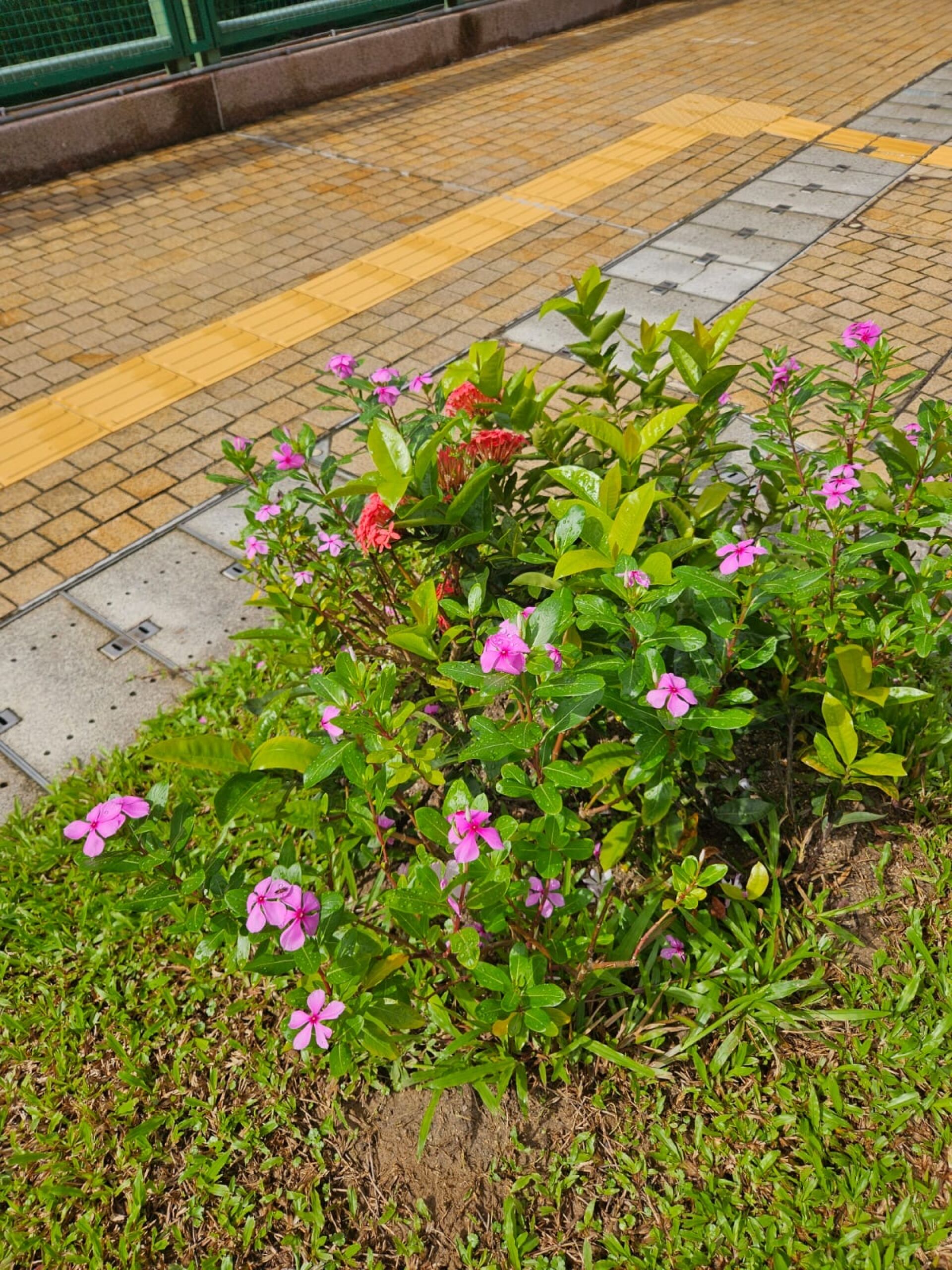 https://www.fa.gov.hk/長春花