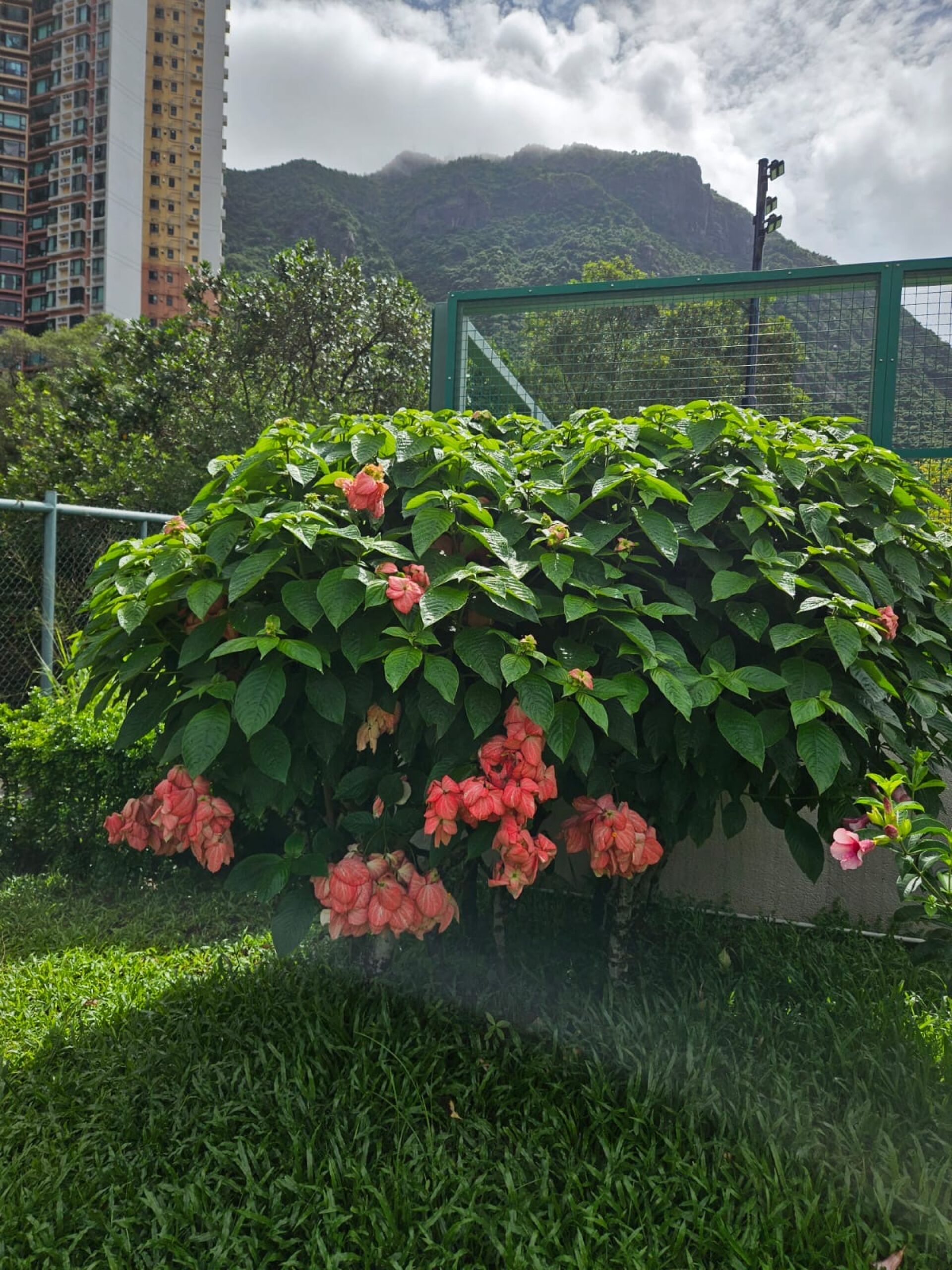 https://www.fa.gov.hk/粉葉金花(粉紙扇)