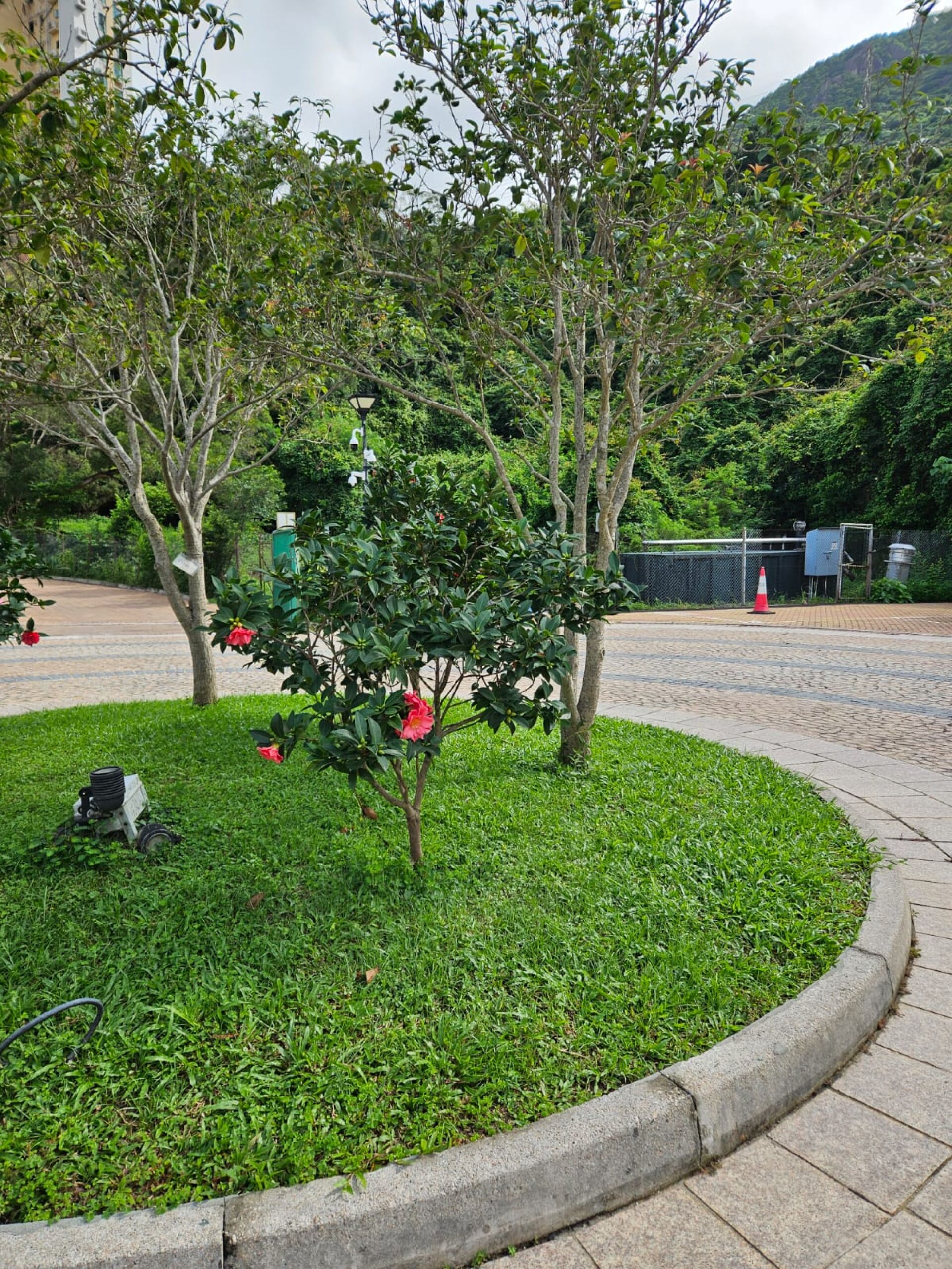 https://www.fa.gov.hk/茶花