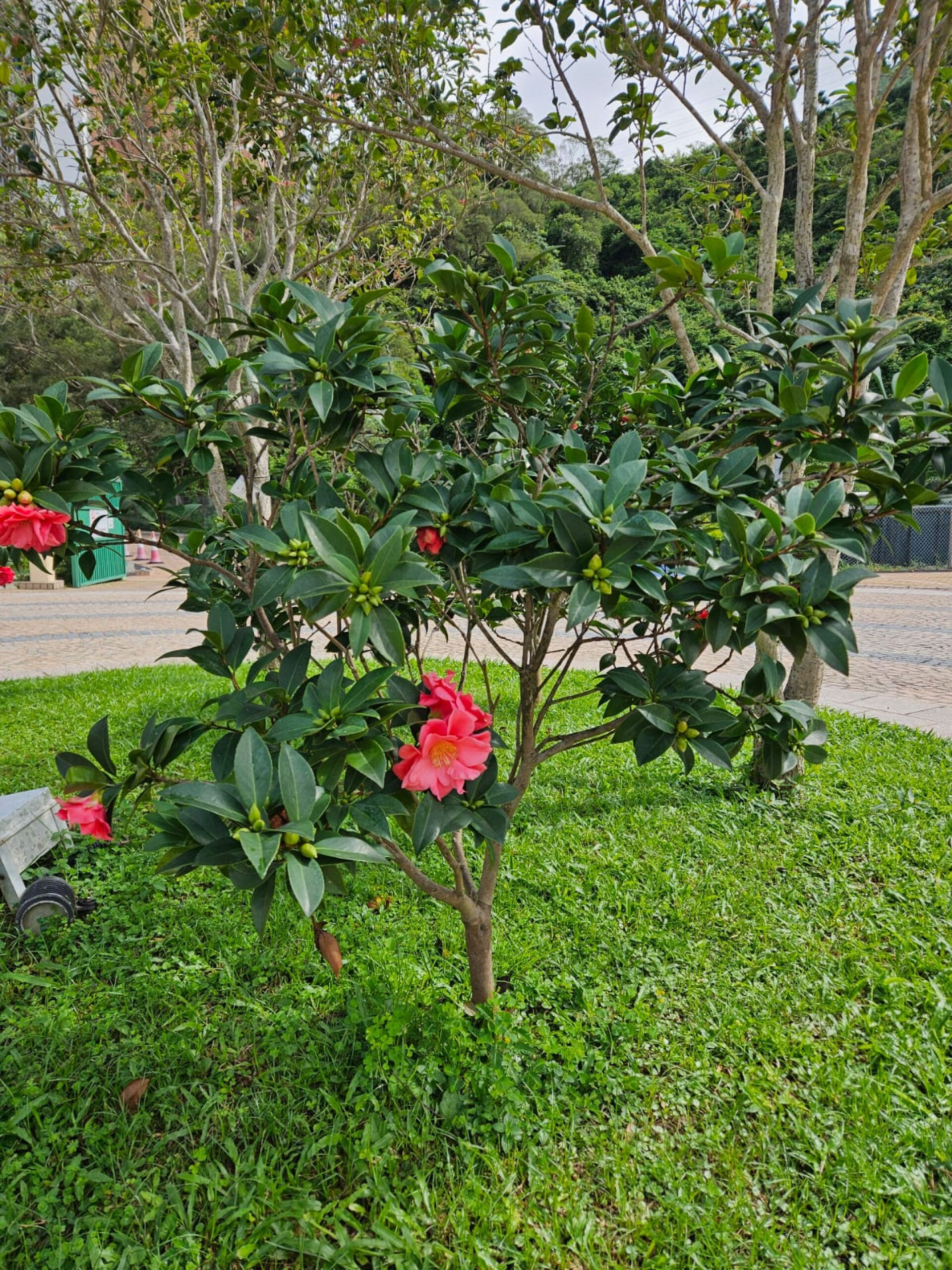 https://www.fa.gov.hk/茶花