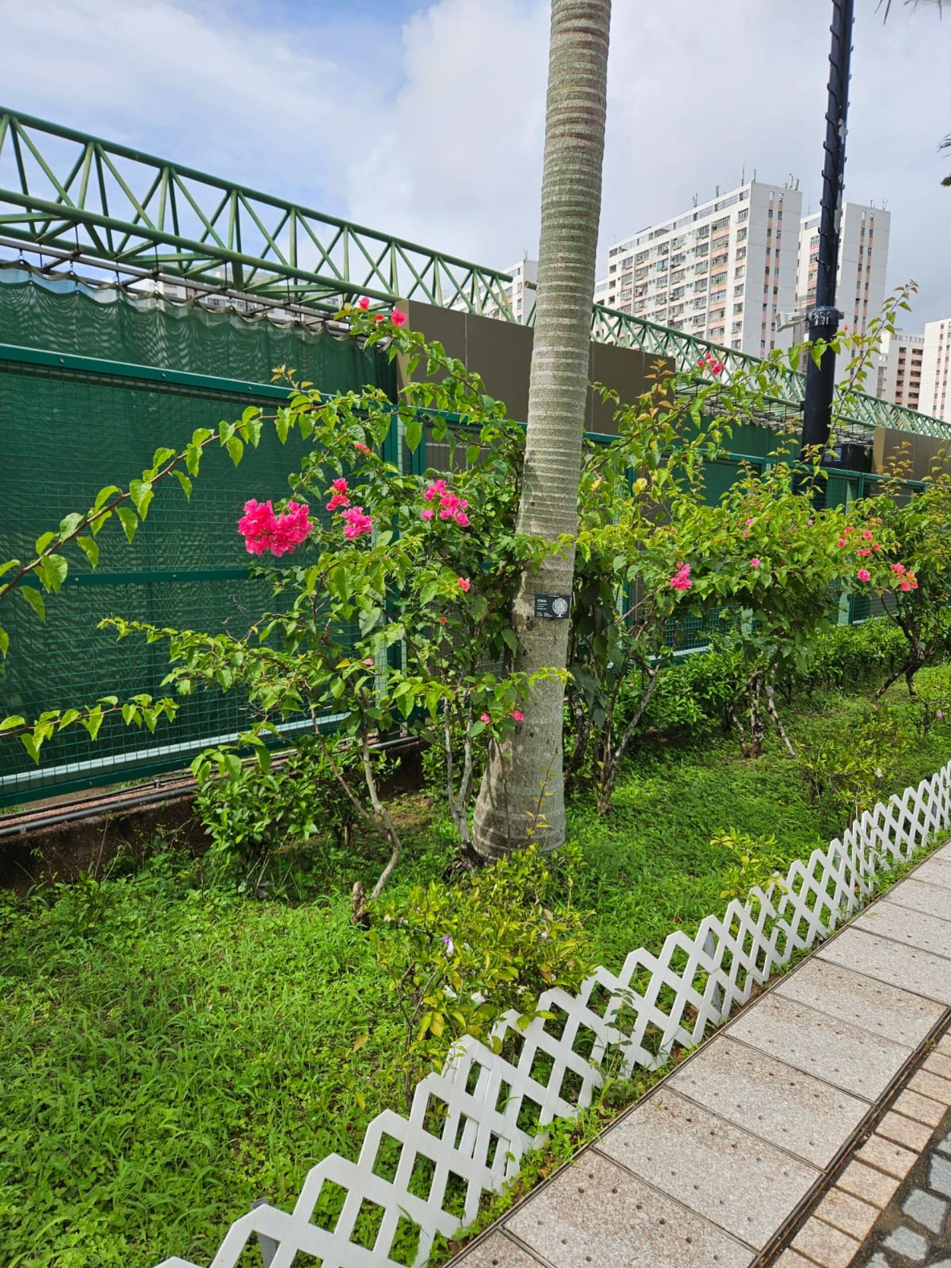 https://www.fa.gov.hk/葉子花(簕杜鵑)