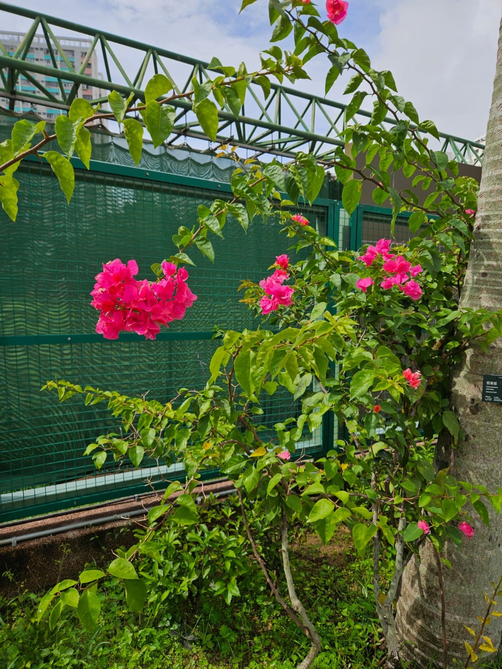https://www.fa.gov.hk/葉子花(簕杜鵑)